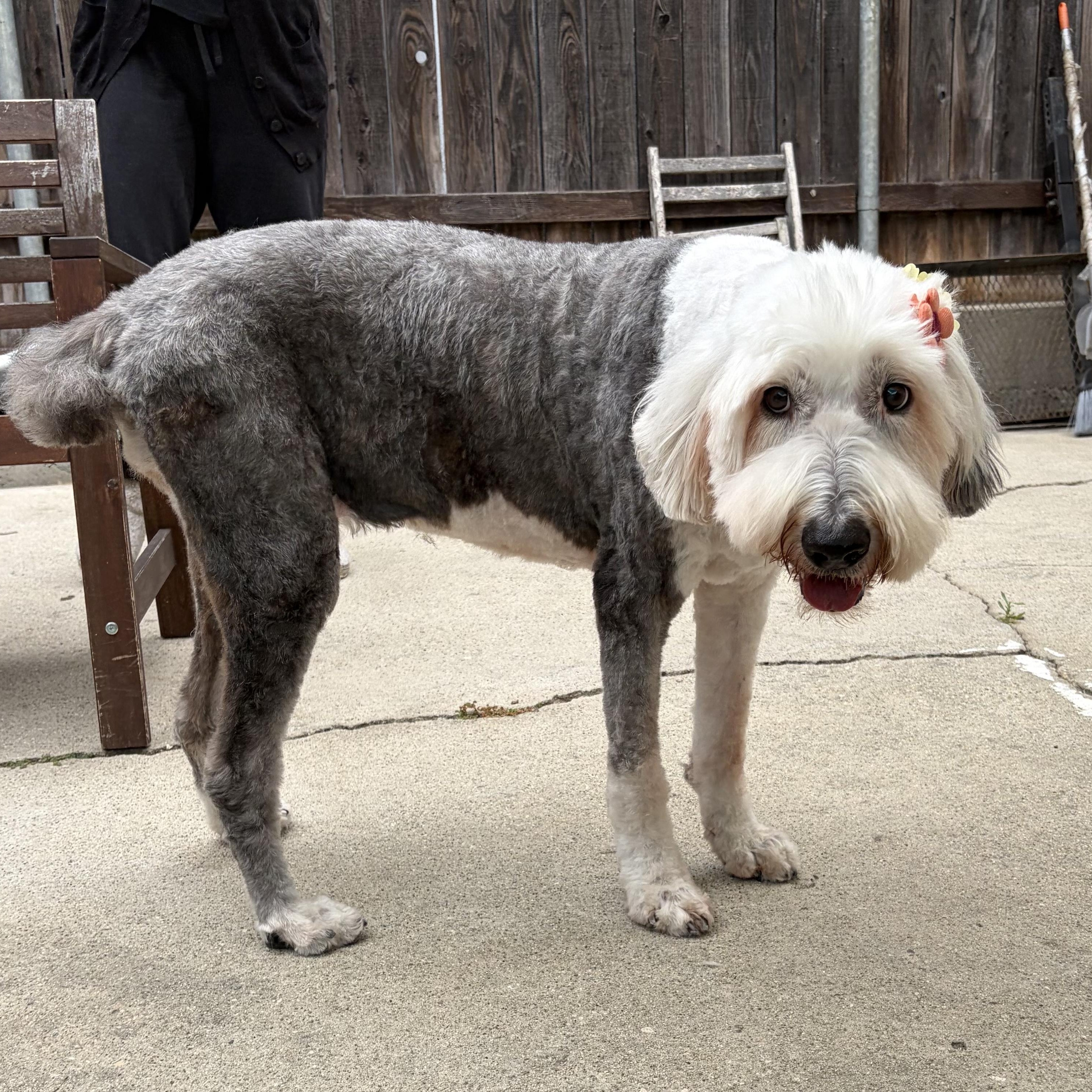Enlarge Roxey, a ADOPTABLE Belgian Shepherd / Sheepdog in Los Angeles, CA image 3/6