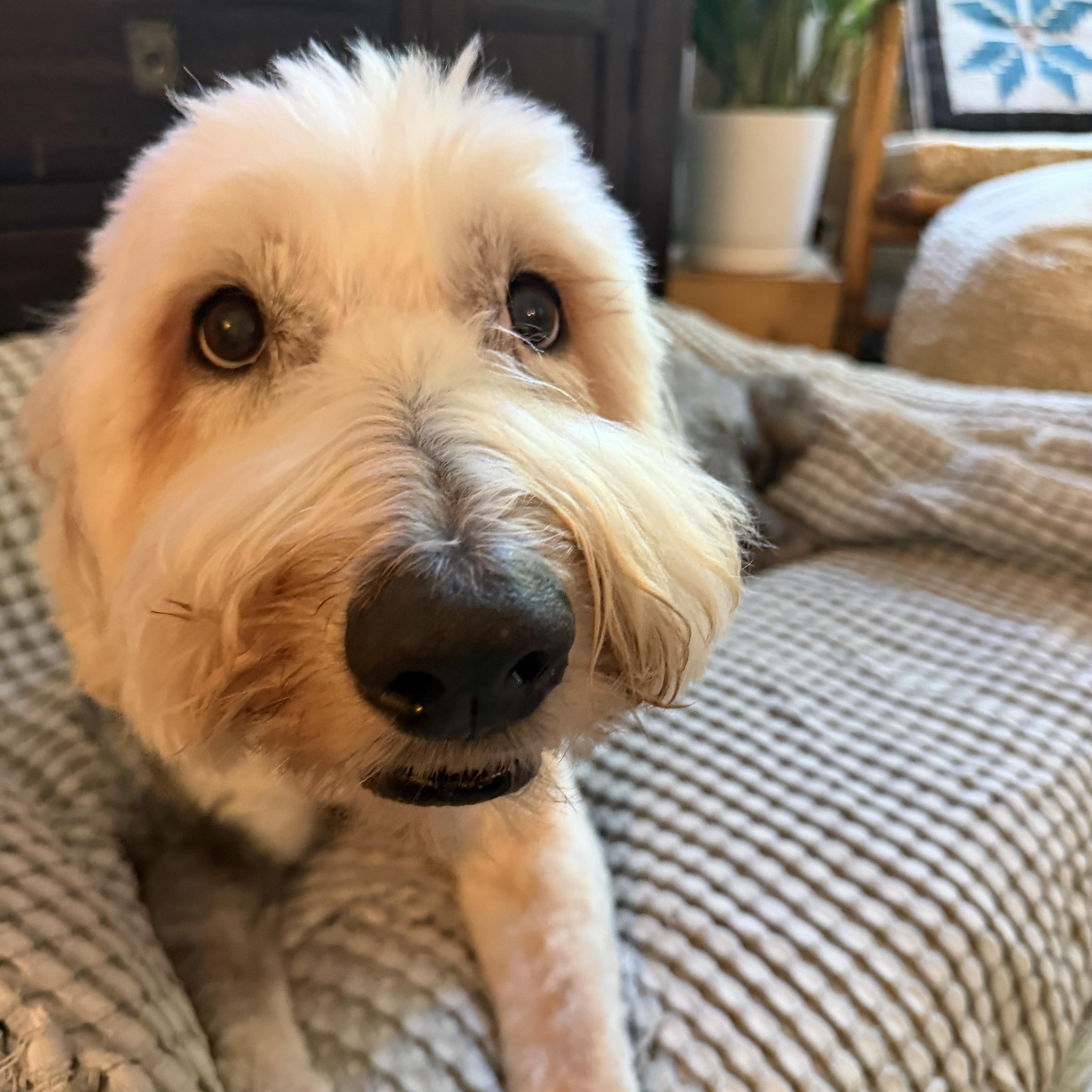 Roxey, ADOPTABLE, Adult Female Belgian Shepherd / Sheepdog.