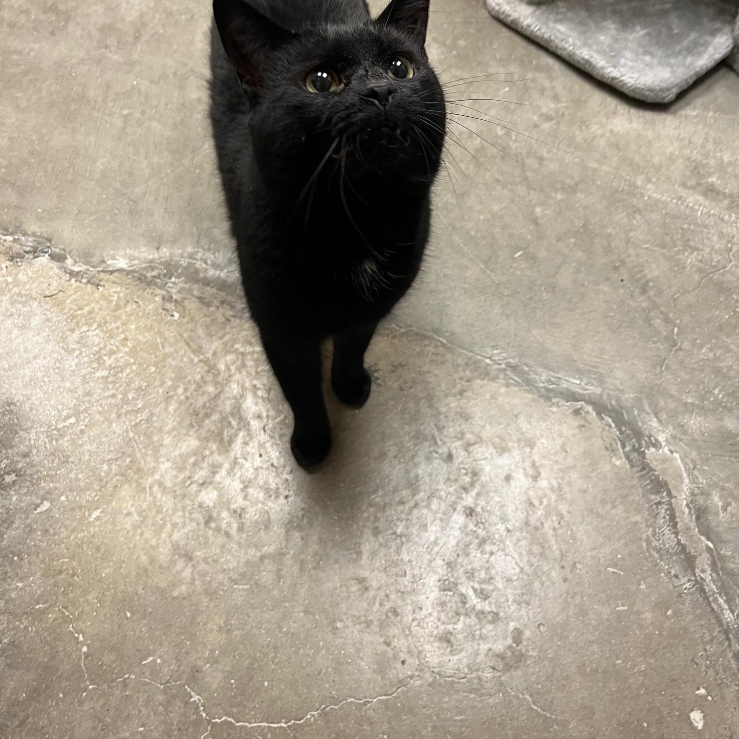 Magic, Adoptable, Adult Male Domestic Short Hair.