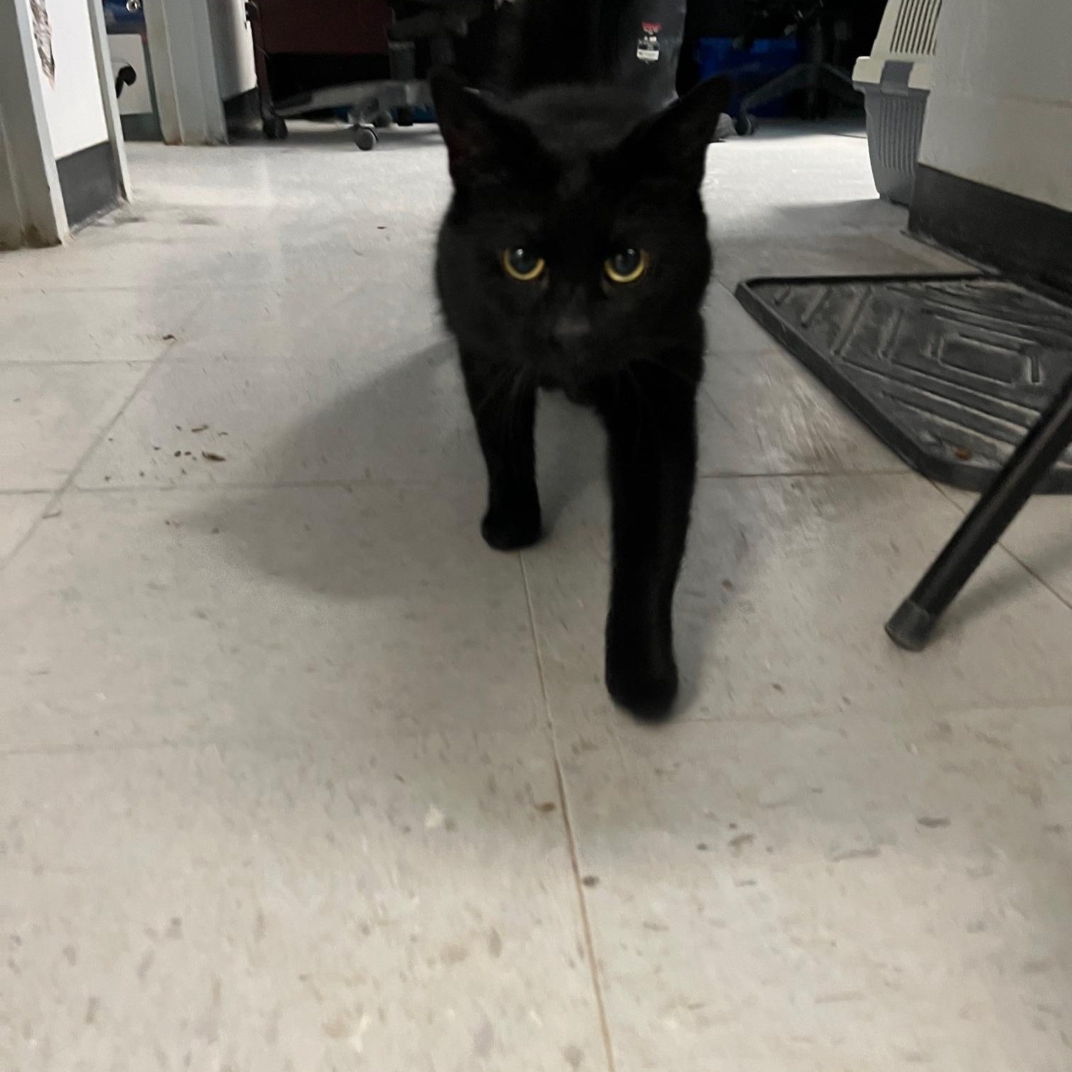 Enlarge Magic, an adopted Domestic Short Hair in St Thomas, ON image 2/4