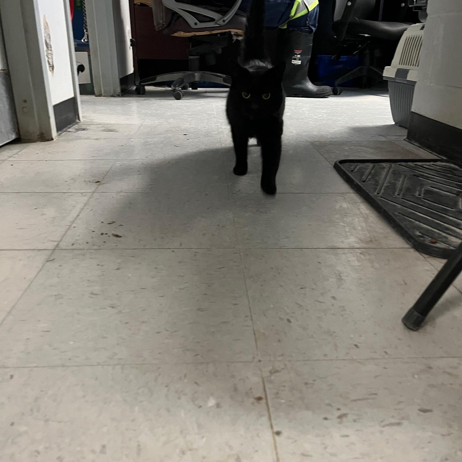 Enlarge Magic, an adopted Domestic Short Hair in St Thomas, ON image 3/4