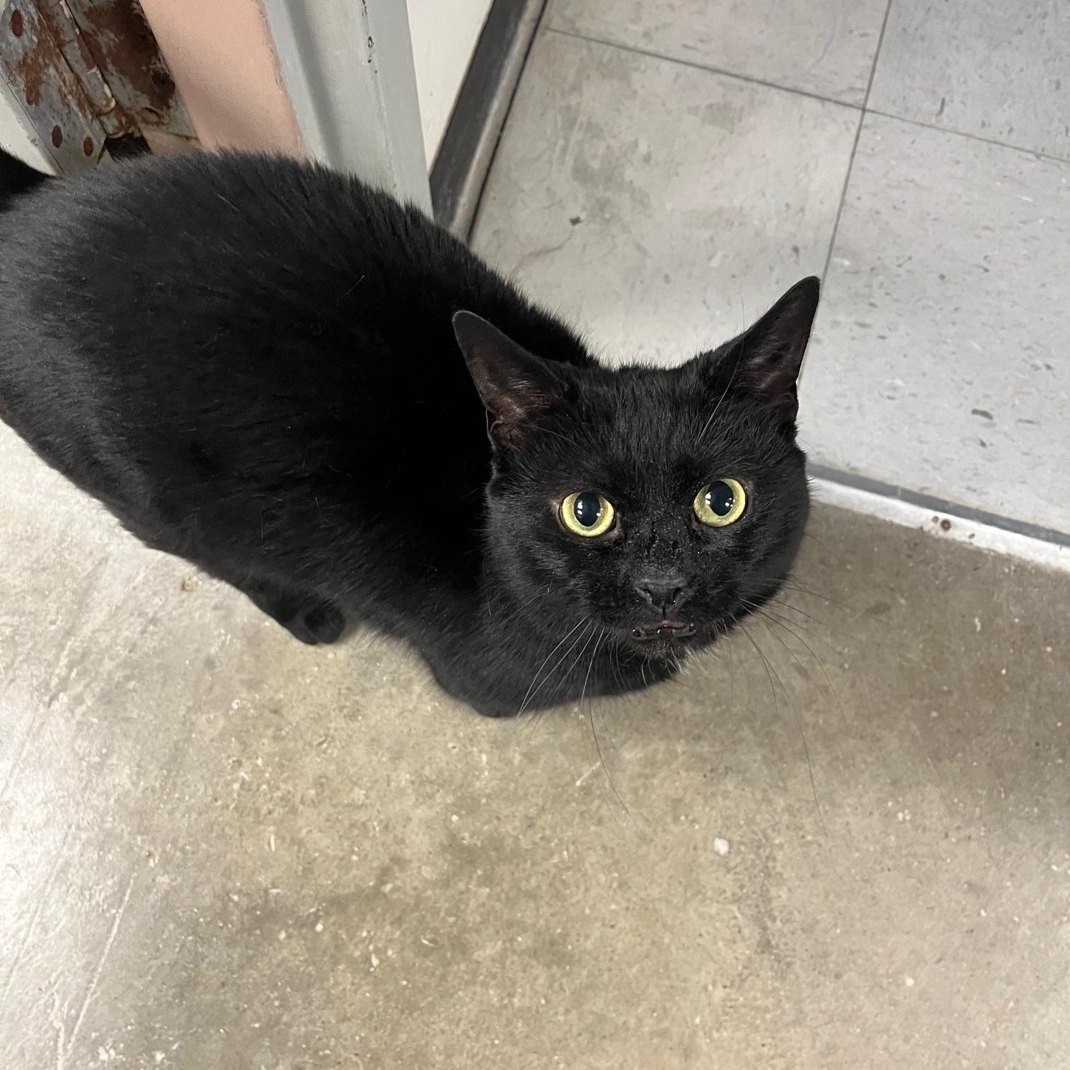 Enlarge Magic, an adopted Domestic Short Hair in St Thomas, ON image 4/4