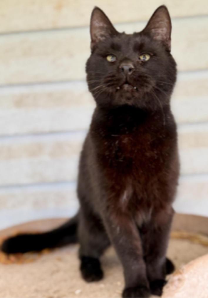 Coal, a ADOPTABLE Domestic Short Hair in Johnson City, TN image 2/2
