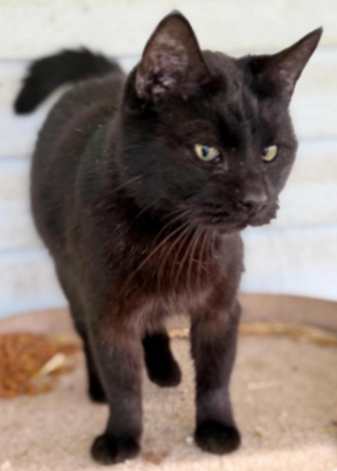 Coal, ADOPTABLE, Senior Male Domestic Short Hair.
