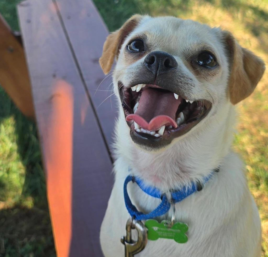 Louie, Adoptable, Puppy Male Chihuahua & Pug.