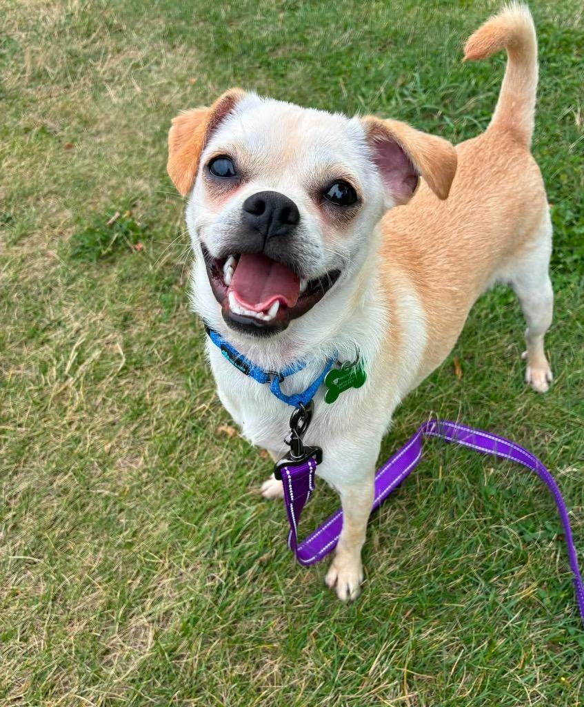 Enlarge Louie, a Adoptable mixed breed in North Syracuse, NY image 2/4