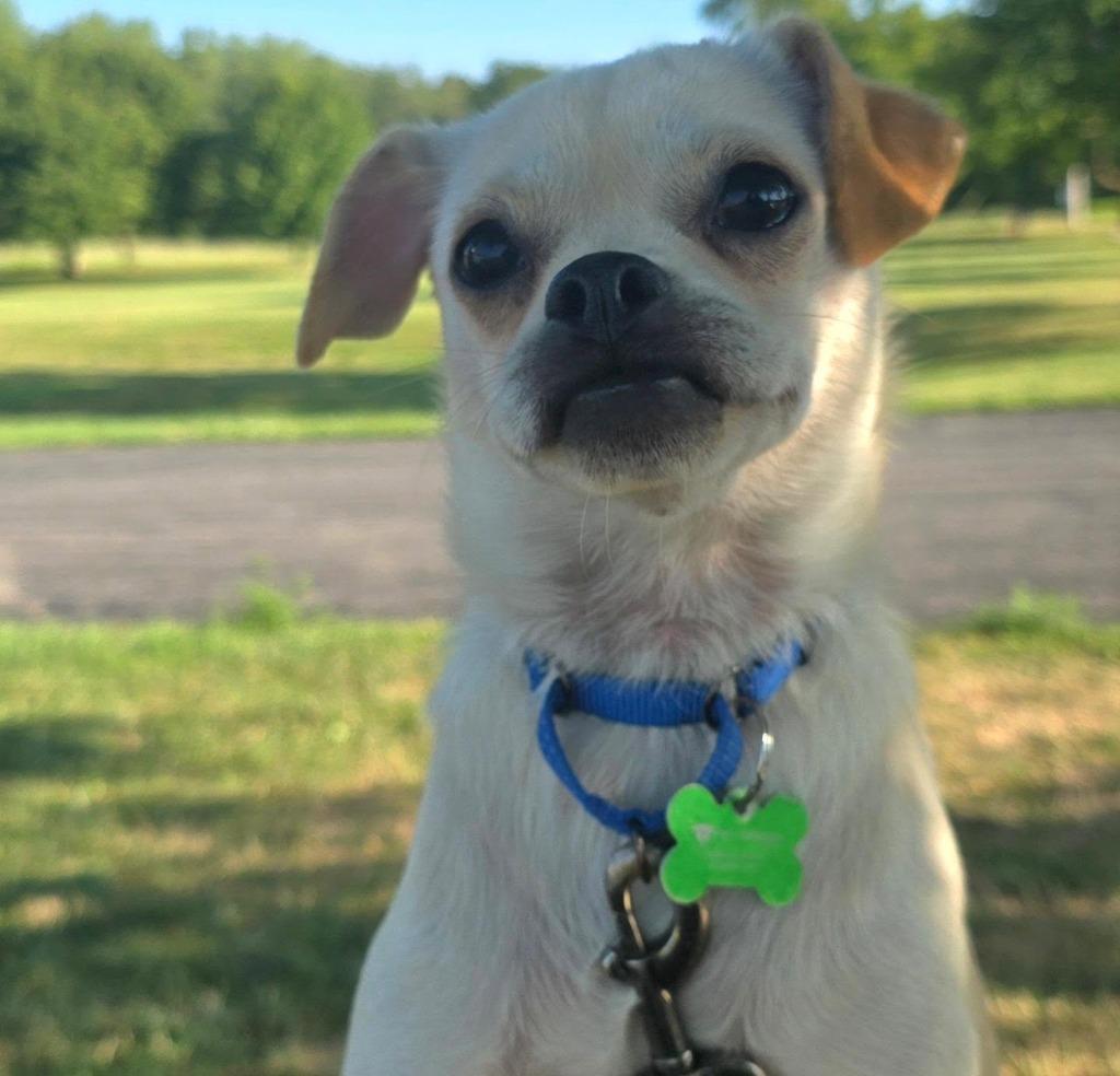 Enlarge Louie, a Adoptable mixed breed in North Syracuse, NY image 4/4