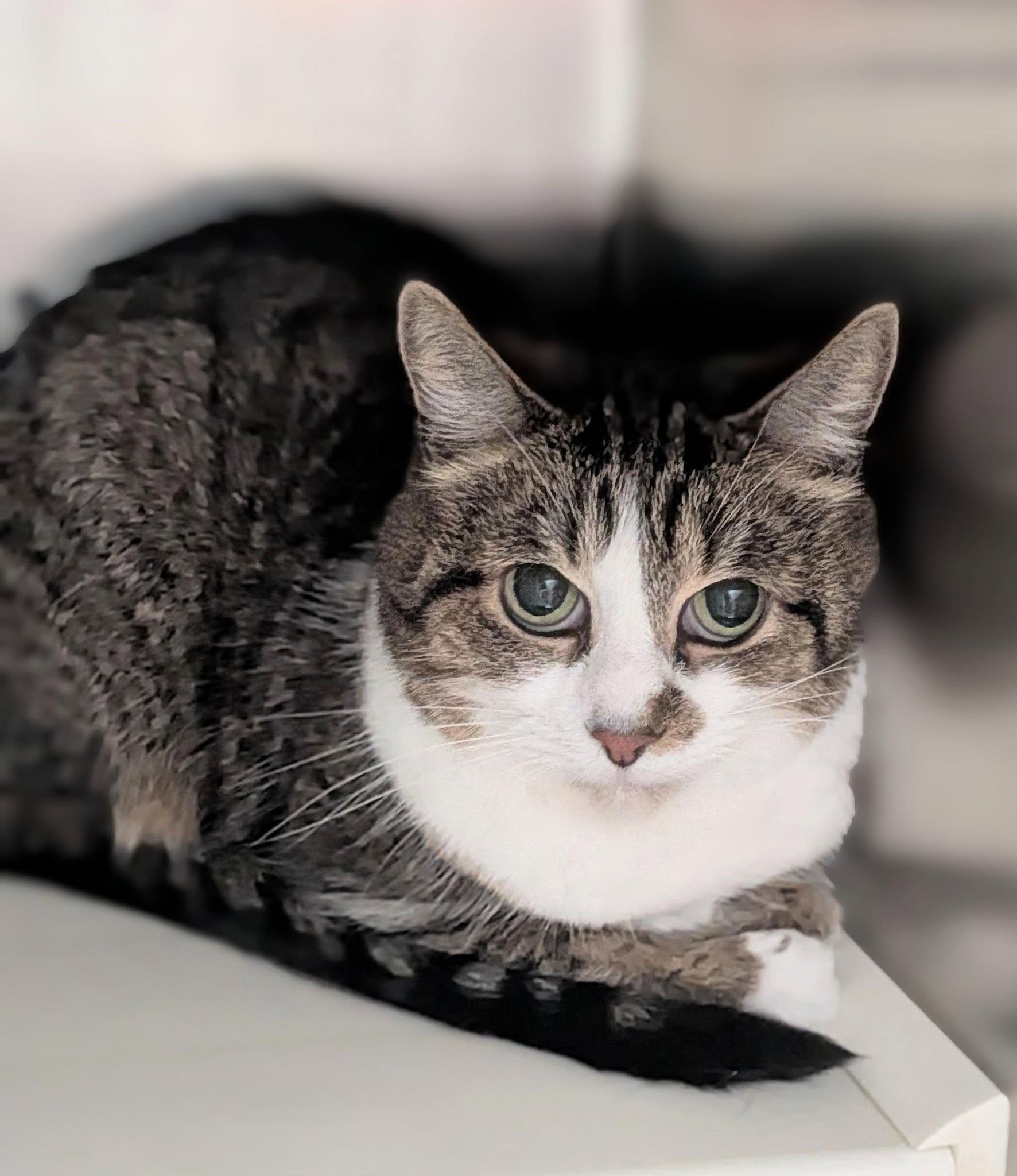 Lilly, ADOPTABLE, Adult Female Domestic Medium Hair.