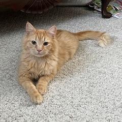 Sorbet, Adoptable, Young Male Domestic Long Hair.