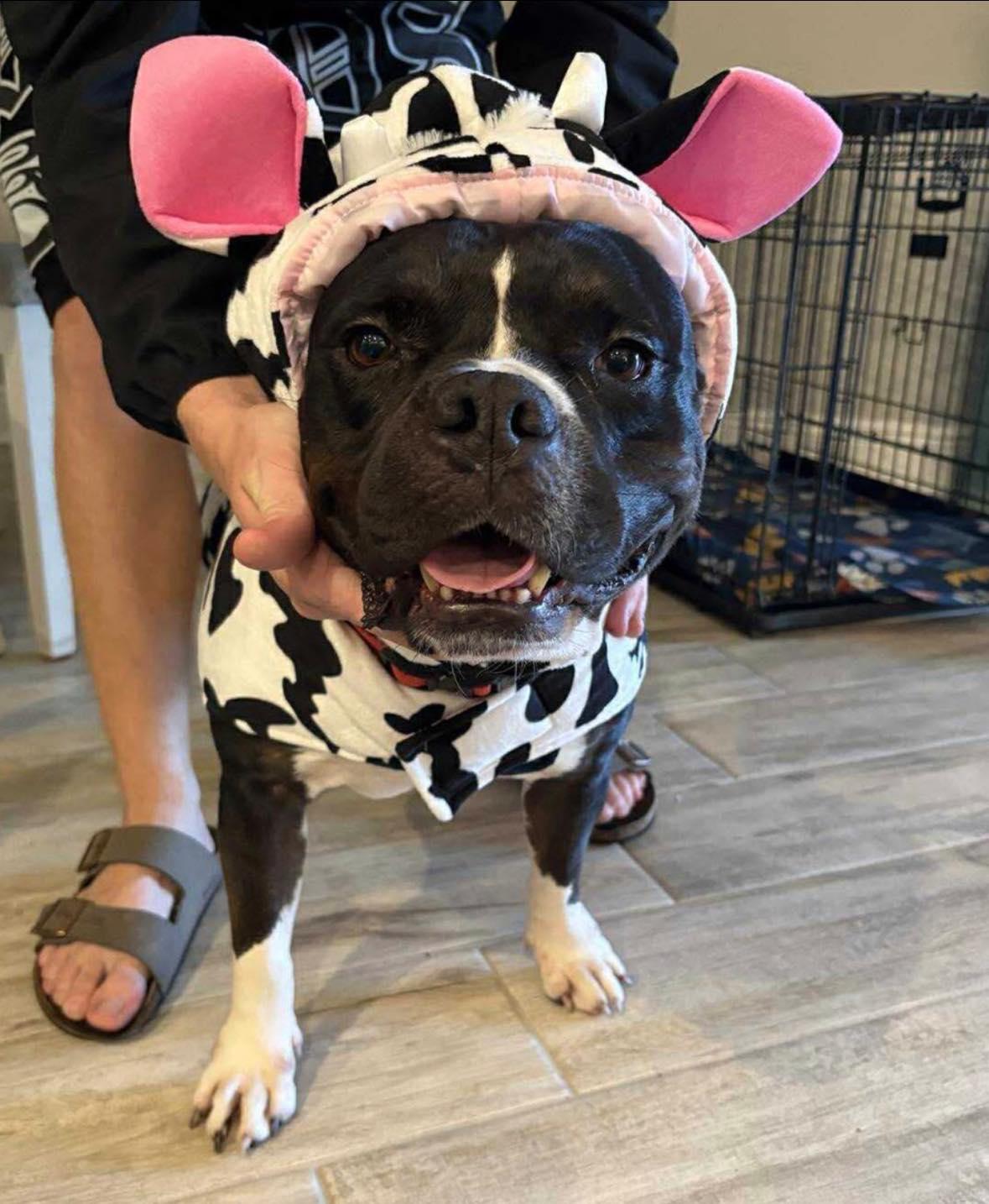 Rico, Adoptable, Adult Male American Bully.