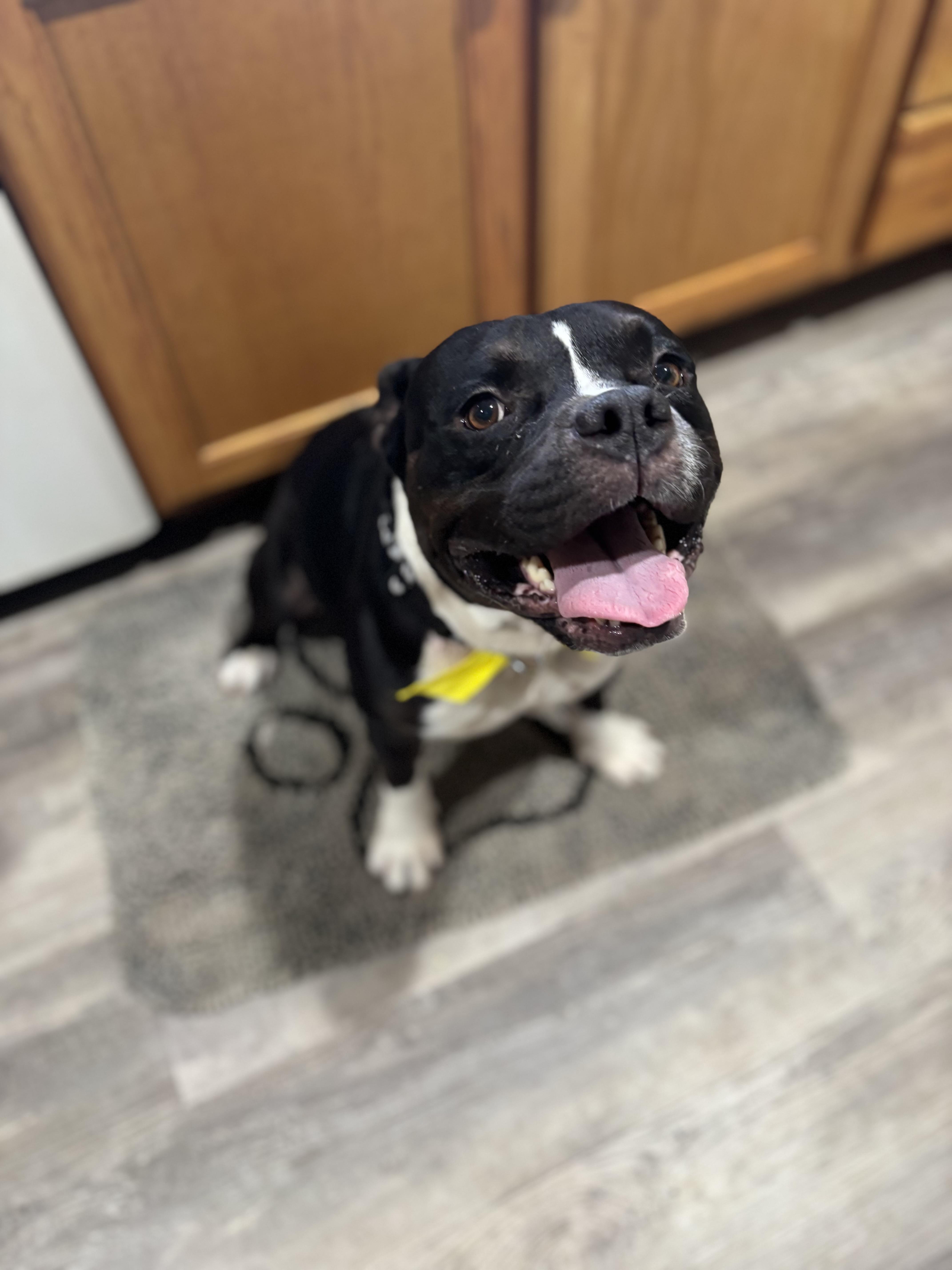 Enlarge Rico, a Adoptable American Bully in Arcadia, FL image 4/4