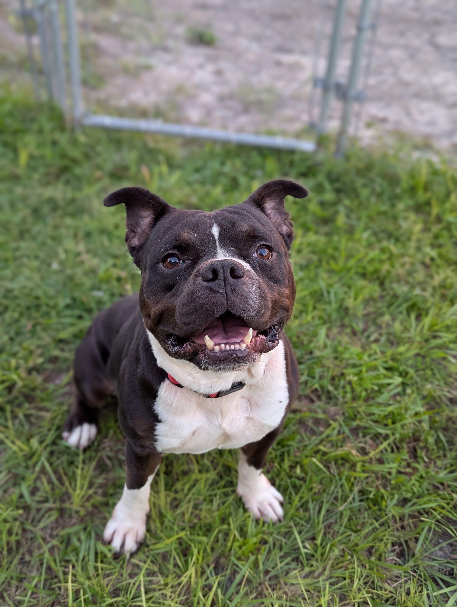 Enlarge Rico, a Adoptable American Bully in Arcadia, FL image 2/4