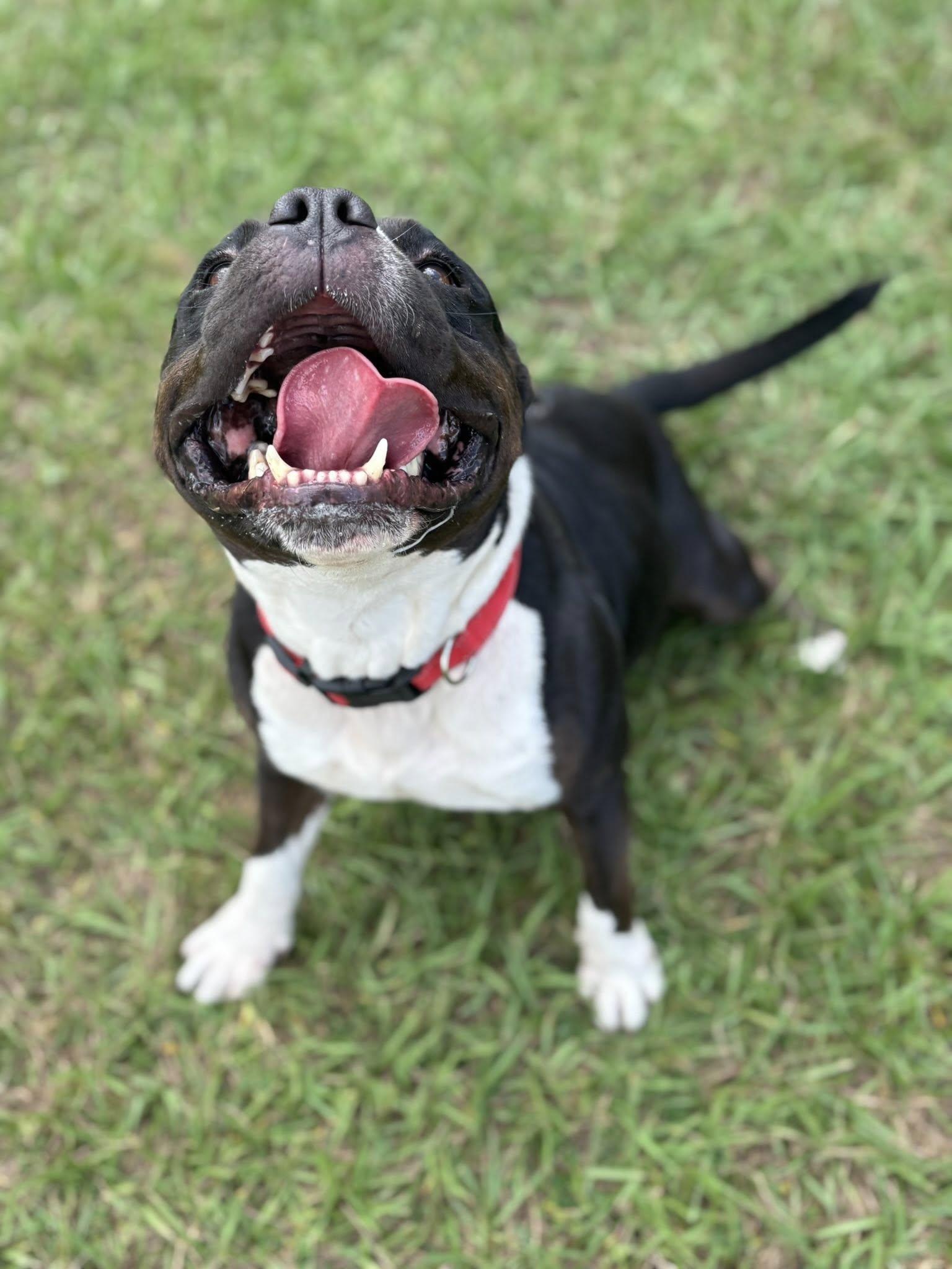 Rico, Adoptable, Adult Male American Bully.