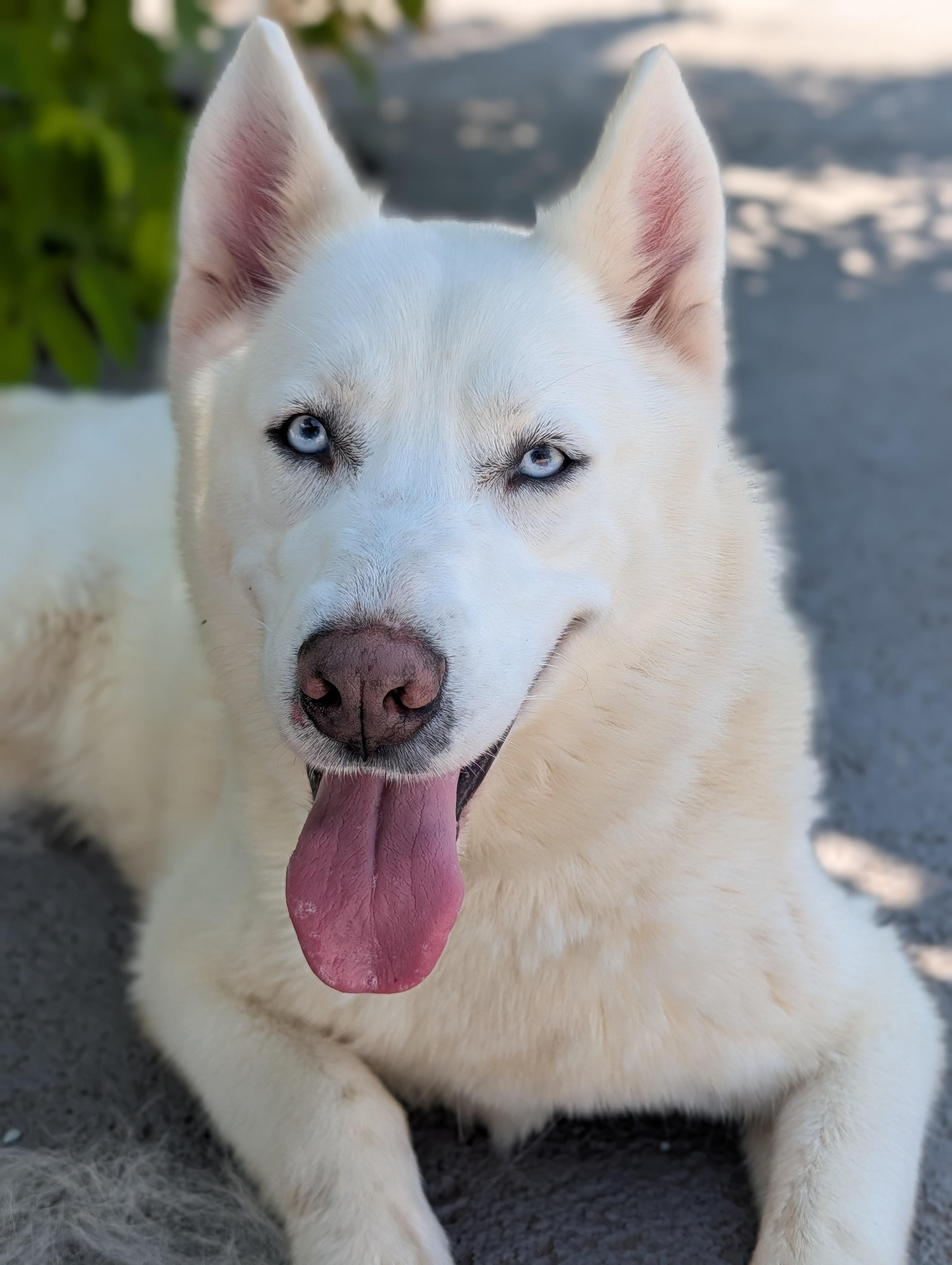 Masha, ADOPTABLE, Adult Female Siberian Husky.