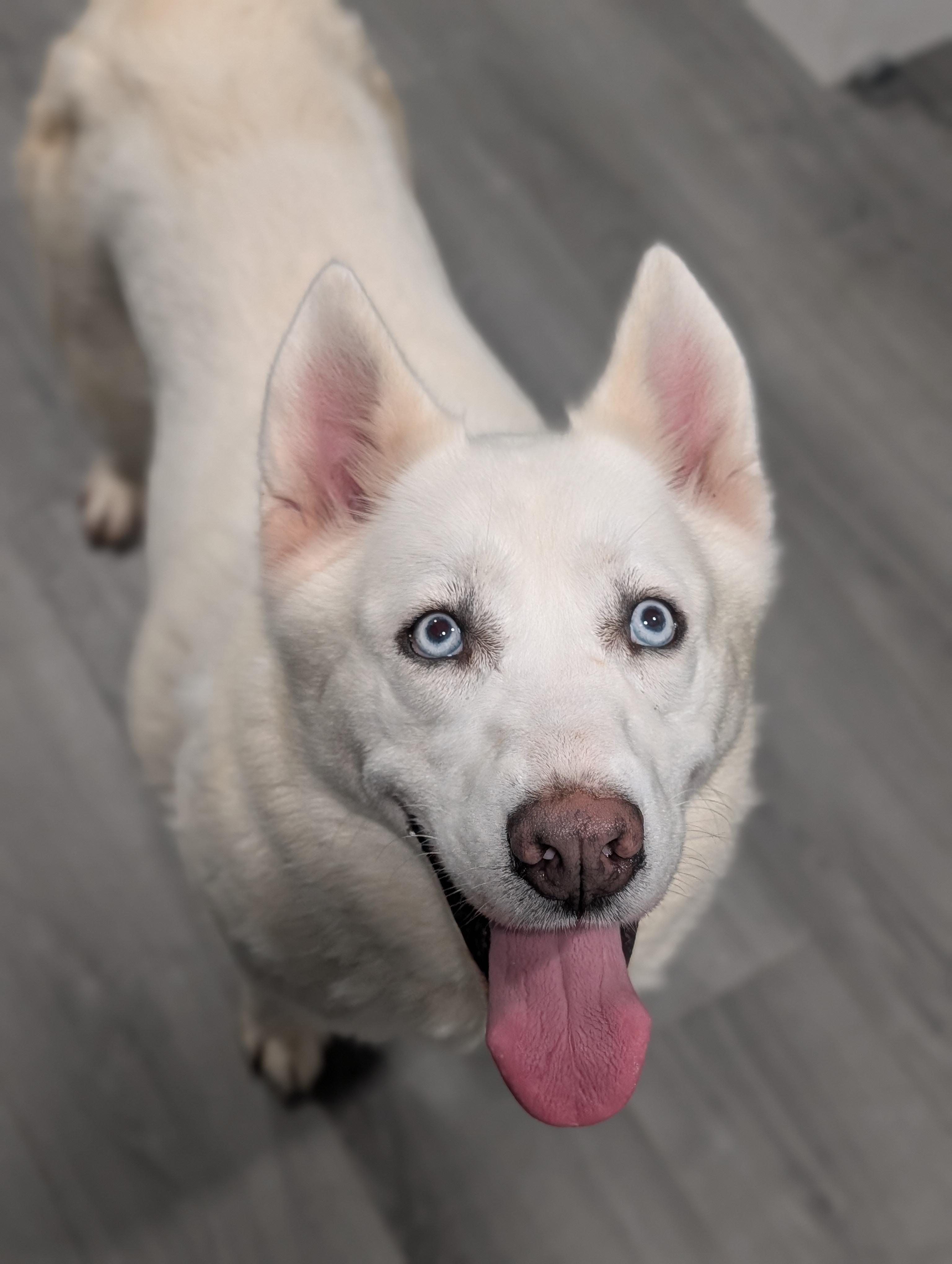 Masha, a ADOPTABLE mixed breed in Plainfield, NJ image 2/2
