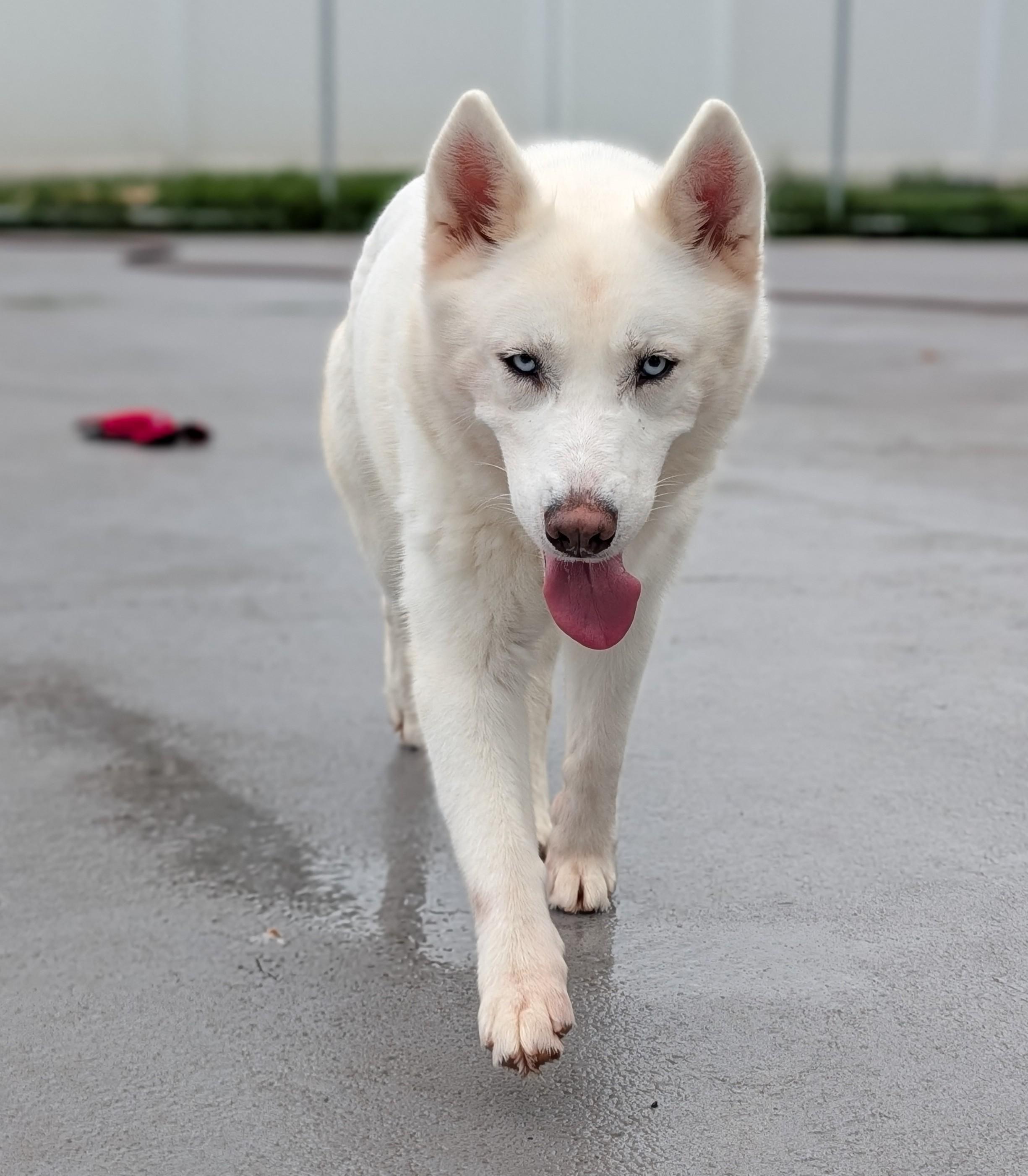 Masha, ADOPTABLE, Adult Female Siberian Husky.