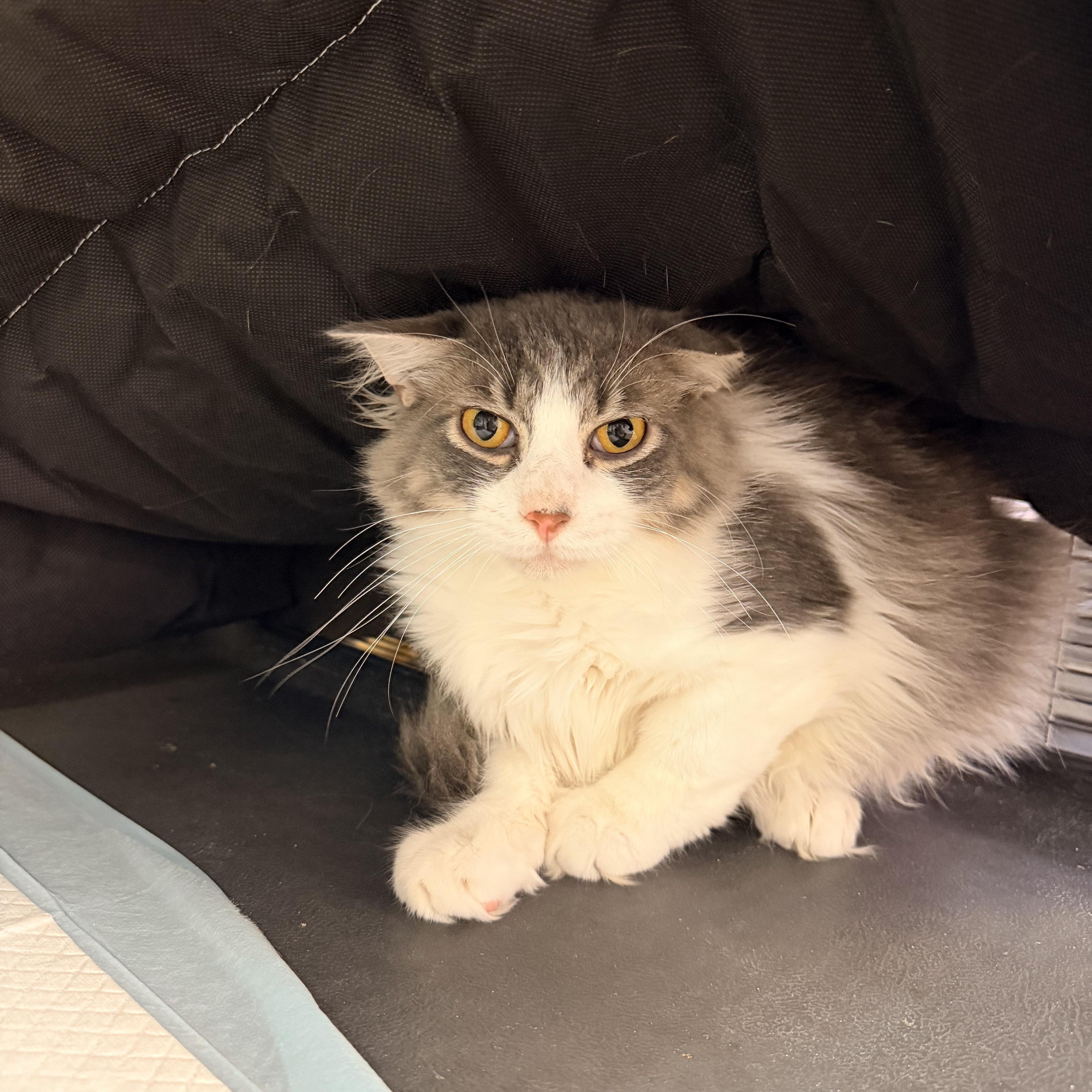 Minnie, adopted, Young Female Domestic Long Hair.