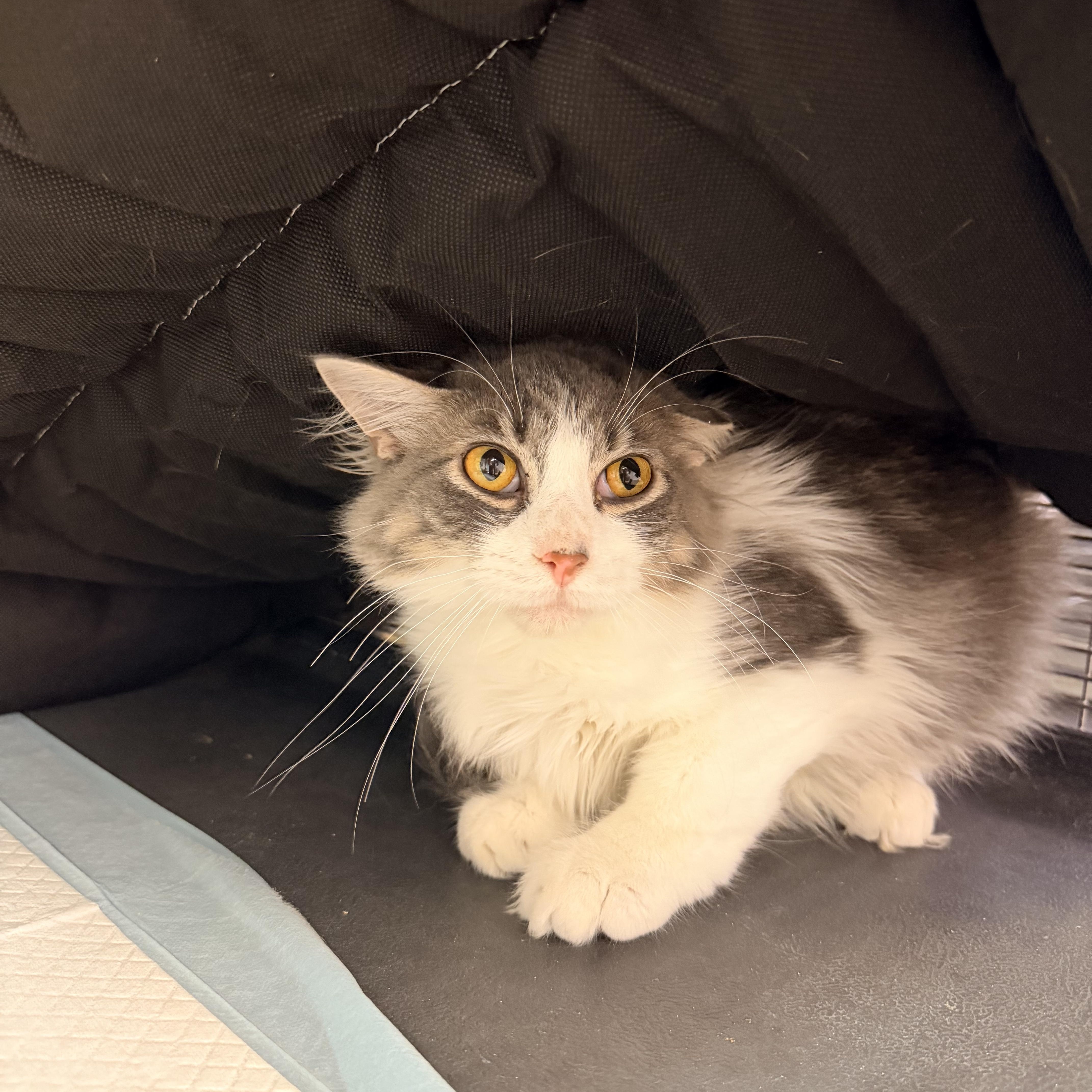 Minnie, an adopted Domestic Long Hair in Bellmawr, NJ image 2/3
