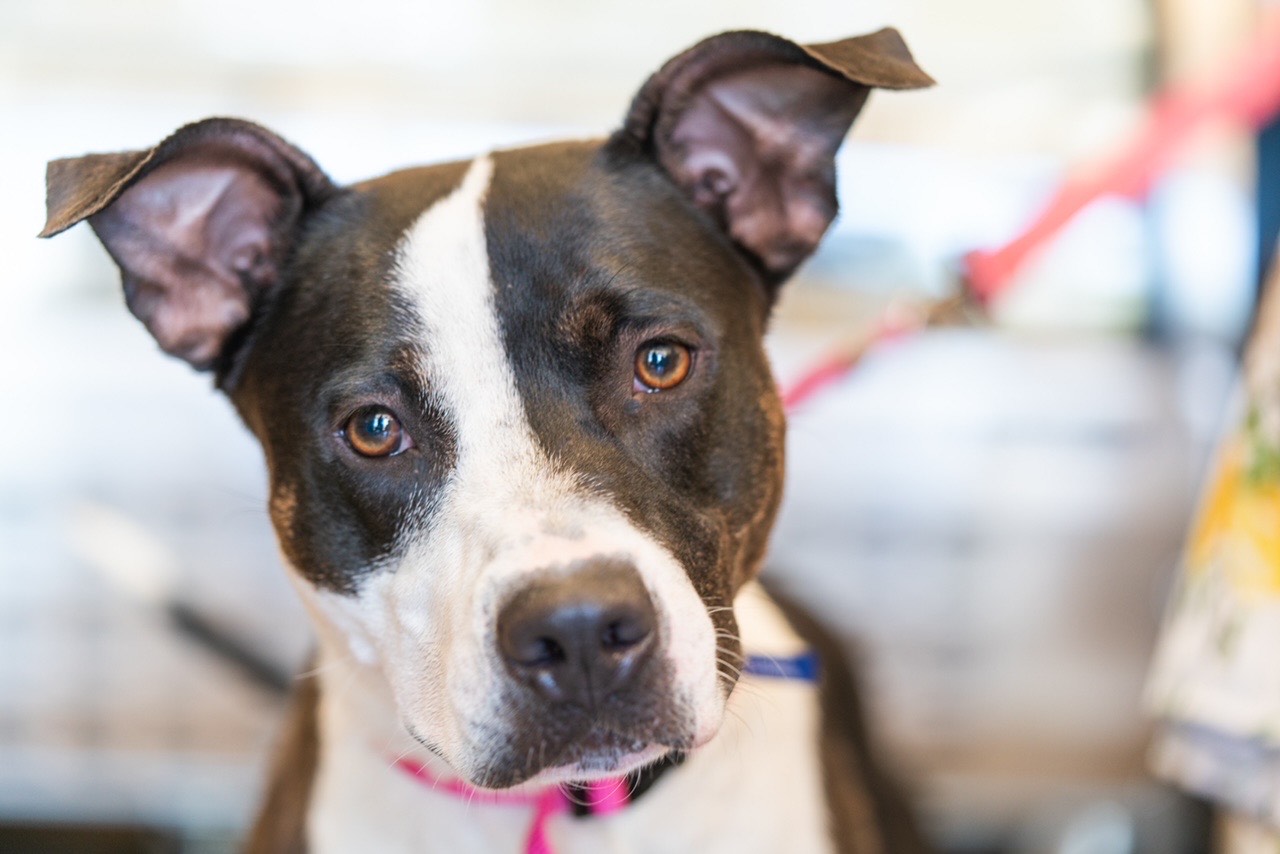 Dina, Adoptable, Young Female Pit Bull Terrier.