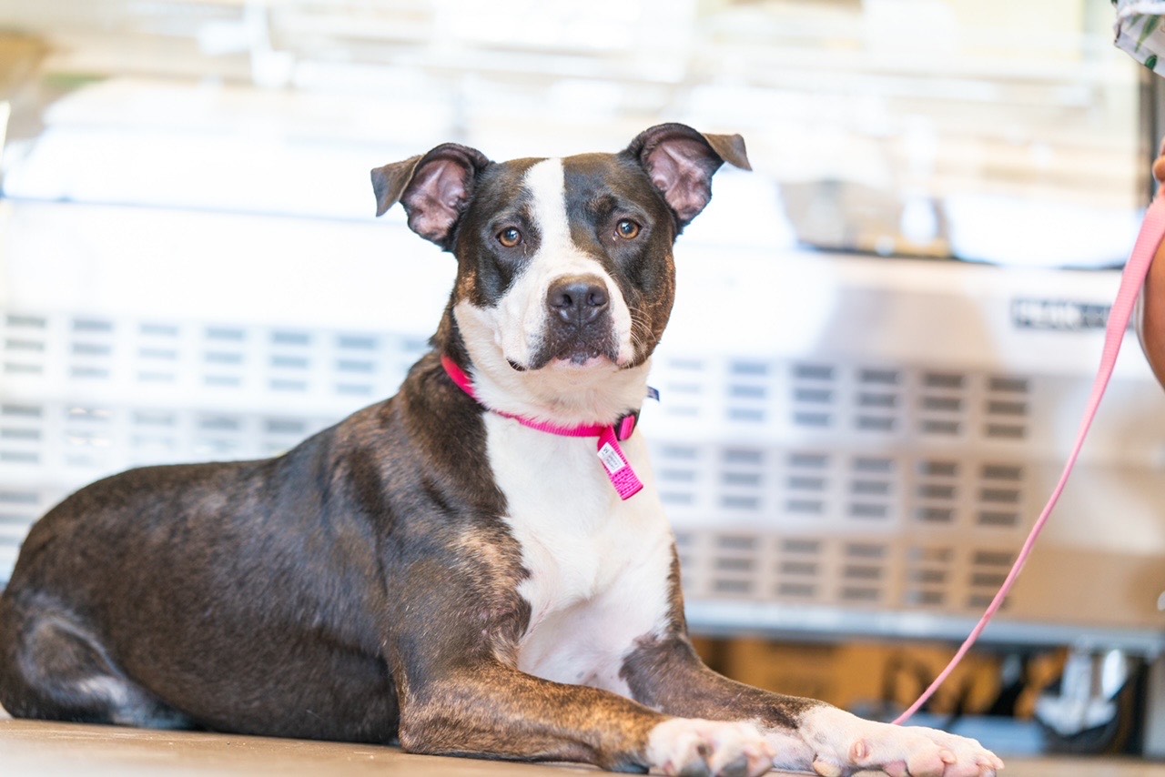 Dina, a Adoptable mixed breed in San Diego, CA image 2/2