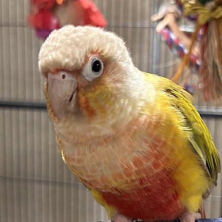 Enlarge Rainbow+Mylo, a Adoptable Conure in Warwick, RI image 2/5
