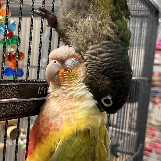 Enlarge Rainbow+Mylo, a Adoptable Conure in Warwick, RI image 4/5