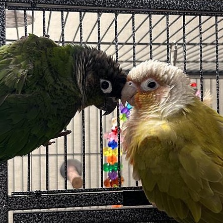 Enlarge Rainbow+Mylo, a Adoptable Conure in Warwick, RI image 1/5