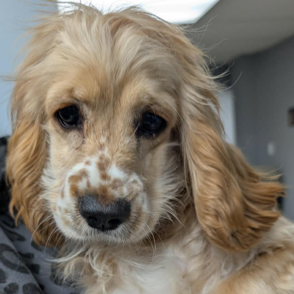 Enlarge Butterscotch, a Adoptable English Cocker Spaniel in Newton, IA image 1/1