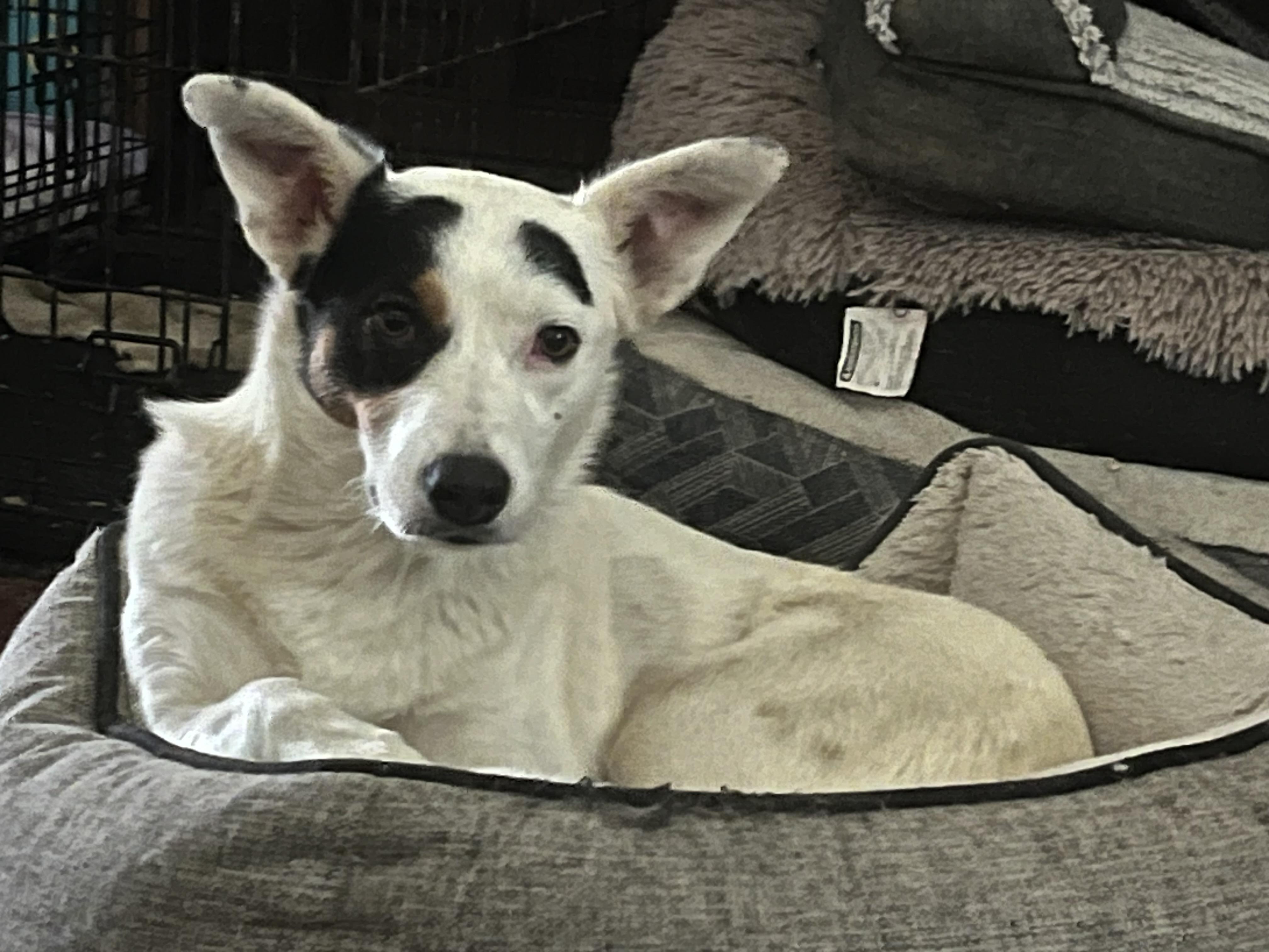 Avery, Adoptable, Adult Female Australian Shepherd.
