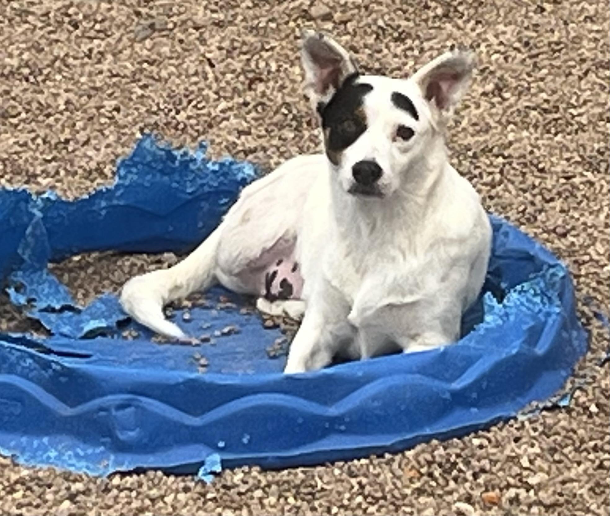 Enlarge Avery, a Adoptable mixed breed in Longmont, CO image 2/2