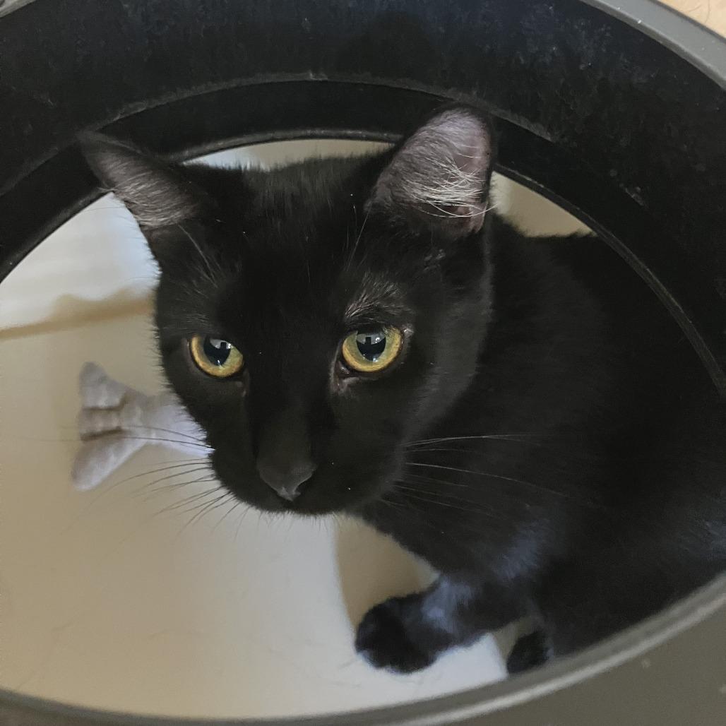 Enlarge Vanellope, a Adoptable Domestic Short Hair in Idaho Falls, ID image 1/6