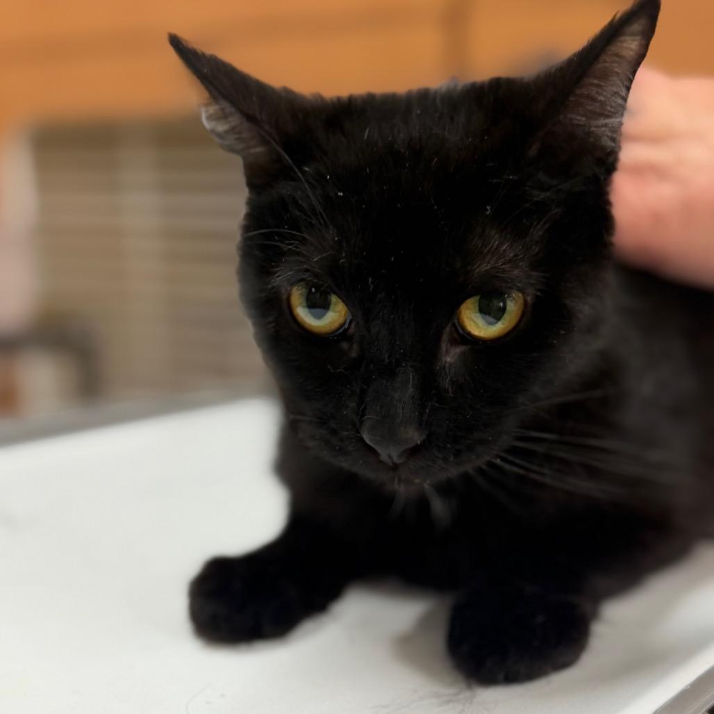 Enlarge Vanellope, a Adoptable Domestic Short Hair in Idaho Falls, ID image 2/6