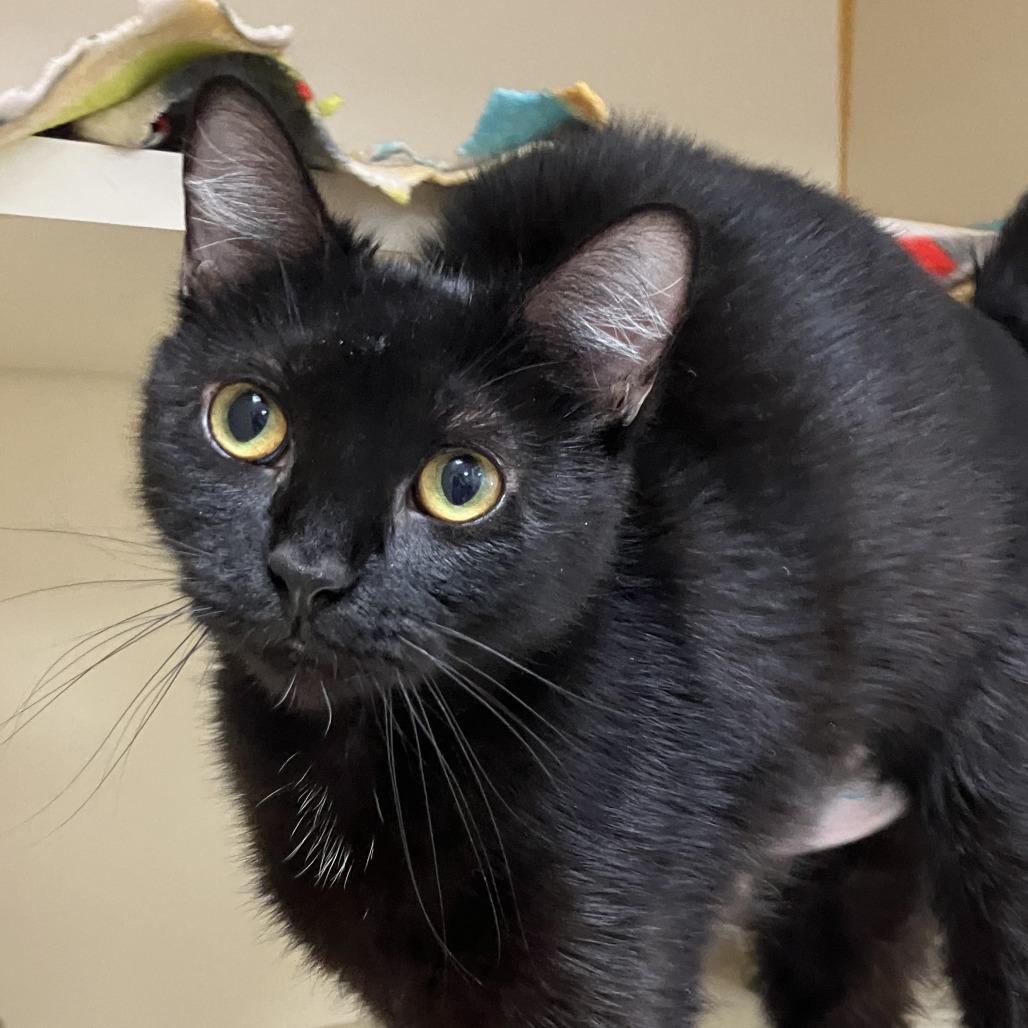 Enlarge Vanellope, a Adoptable Domestic Short Hair in Idaho Falls, ID image 3/6