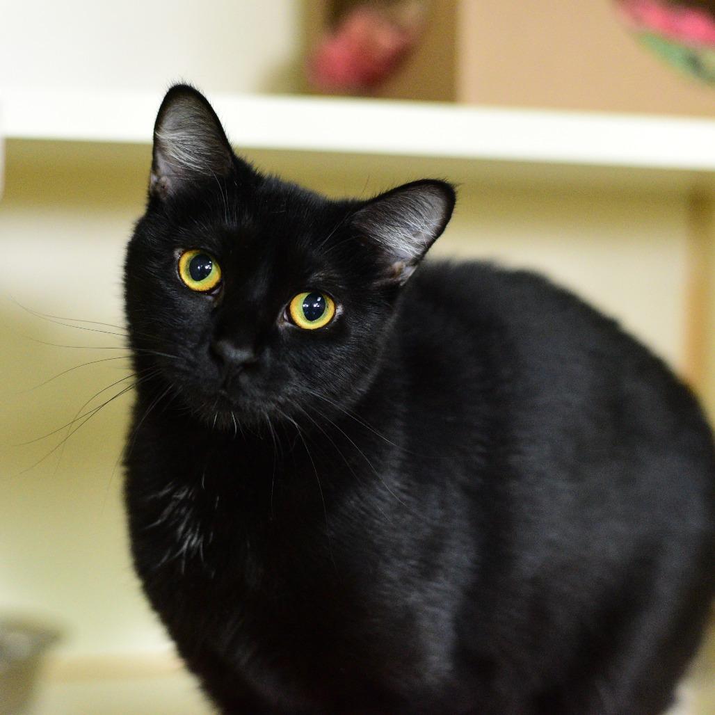 Enlarge Vanellope, a Adoptable Domestic Short Hair in Idaho Falls, ID image 4/6