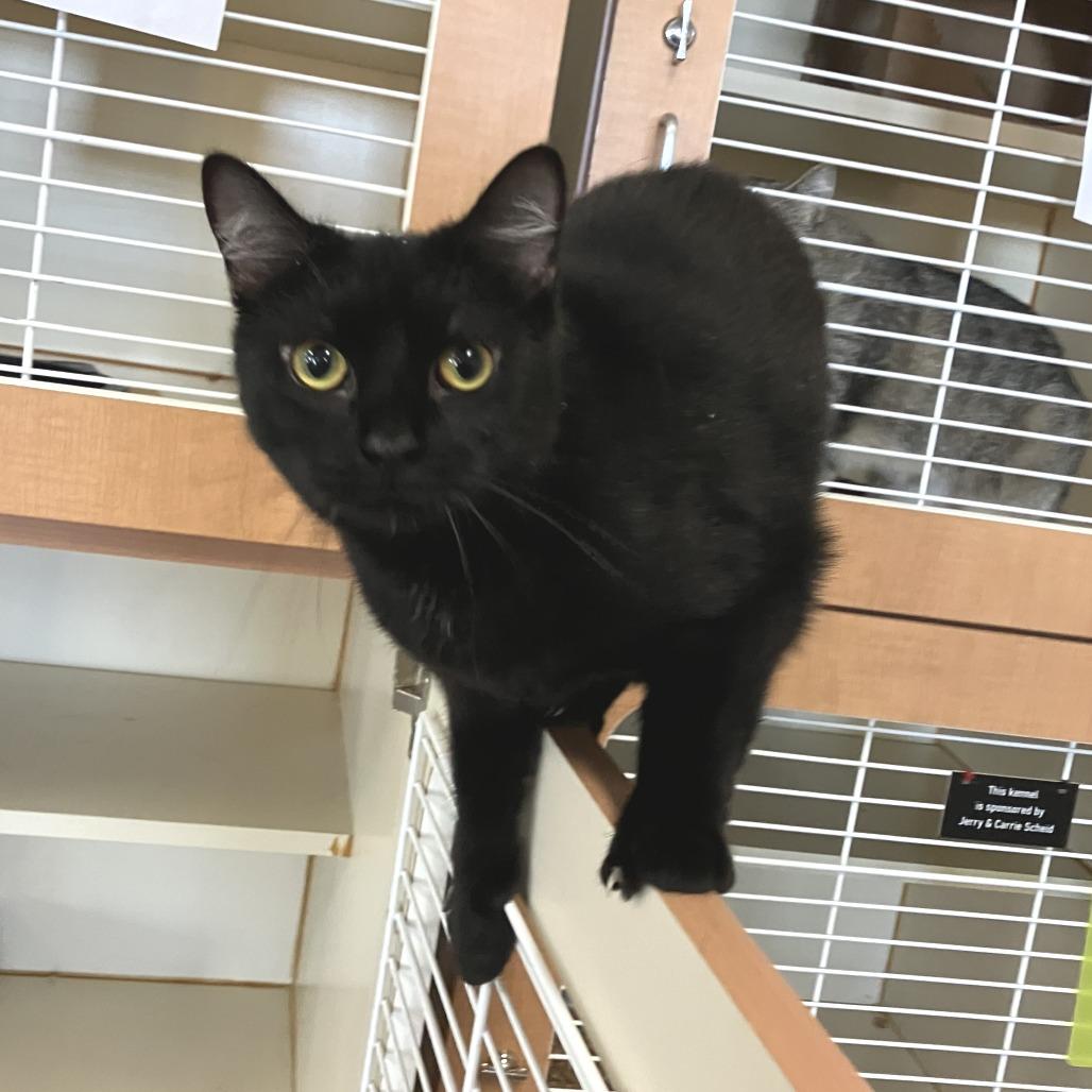 Enlarge Vanellope, a Adoptable Domestic Short Hair in Idaho Falls, ID image 5/6