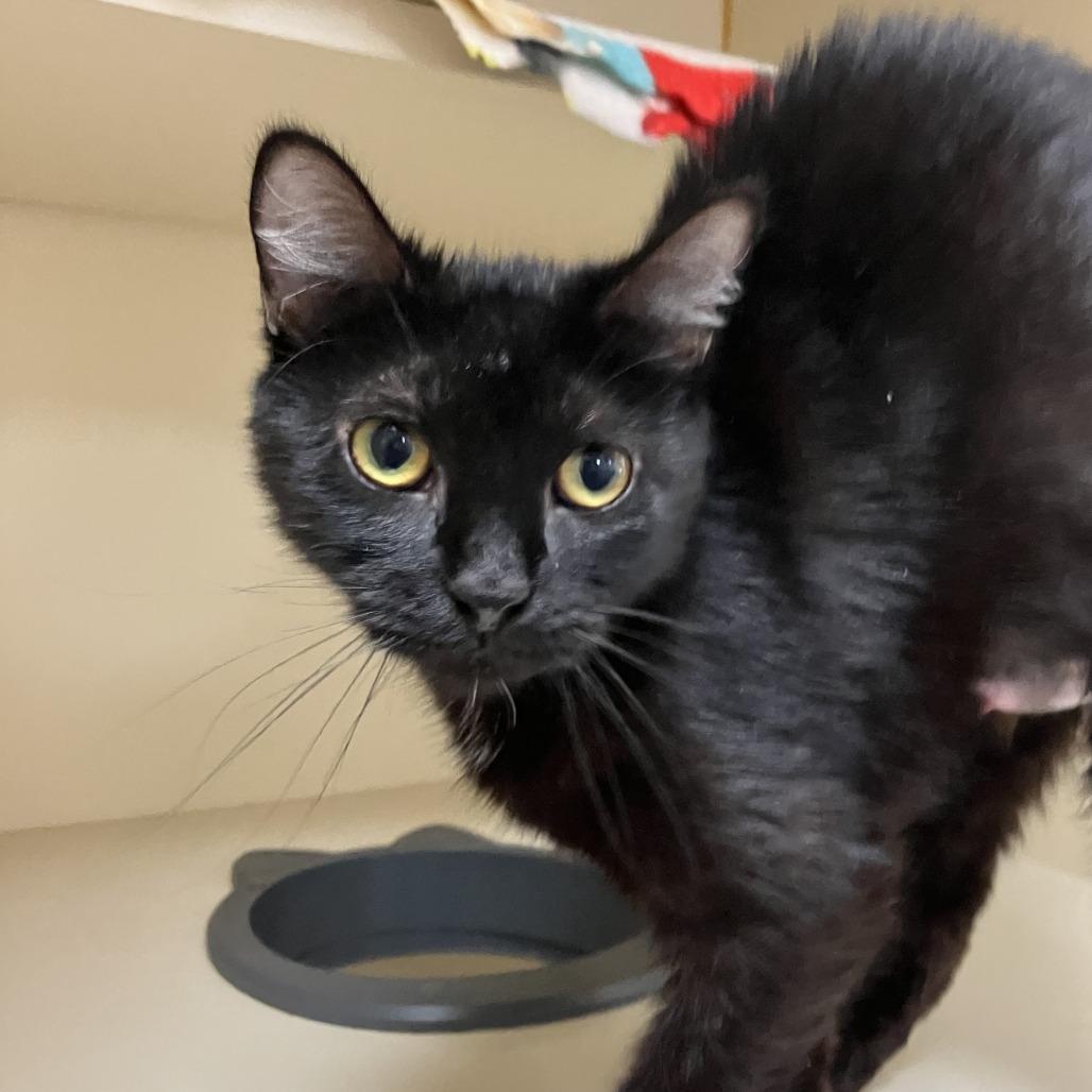 Enlarge Vanellope, a Adoptable Domestic Short Hair in Idaho Falls, ID image 6/6