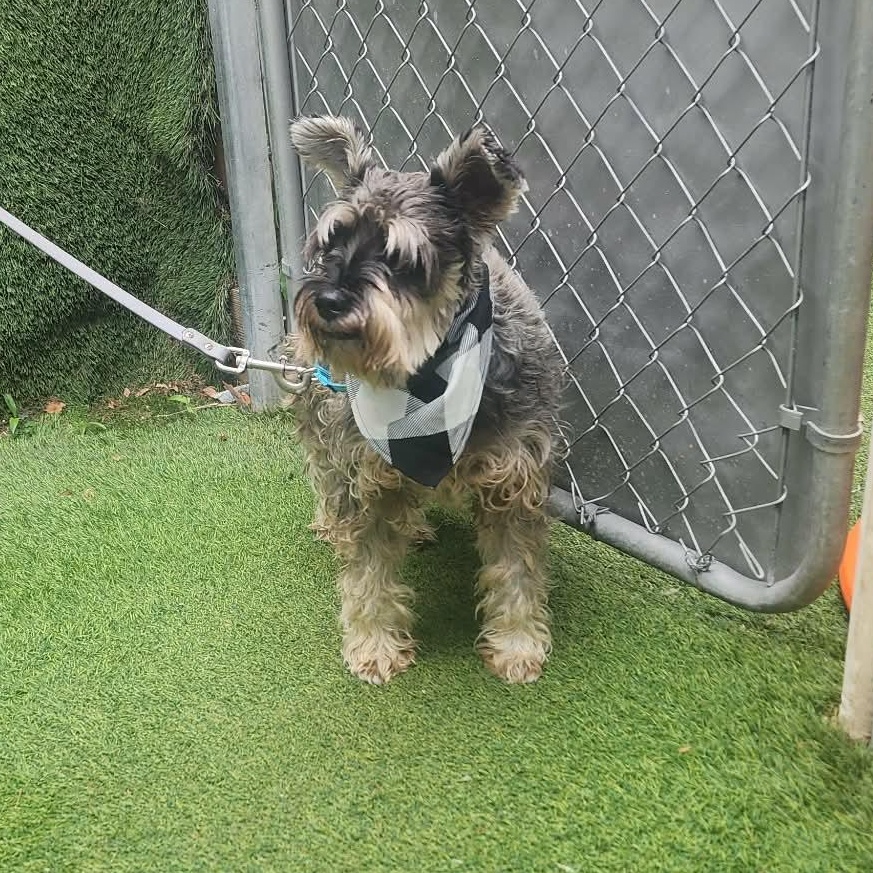 Enlarge Hendrix, an adopted mixed breed in Darien, IL image 6/6