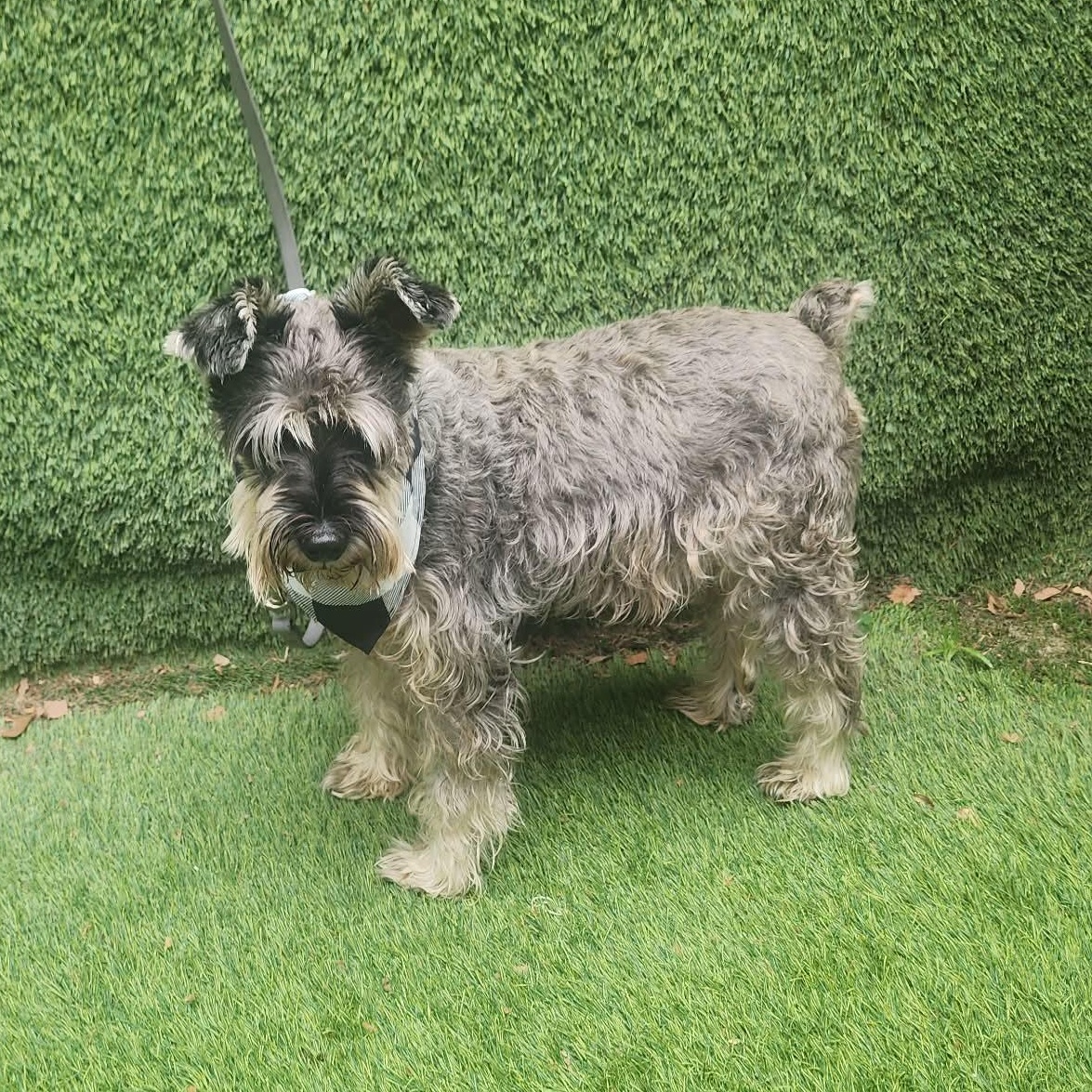 Enlarge Hendrix, an adopted mixed breed in Darien, IL image 5/6