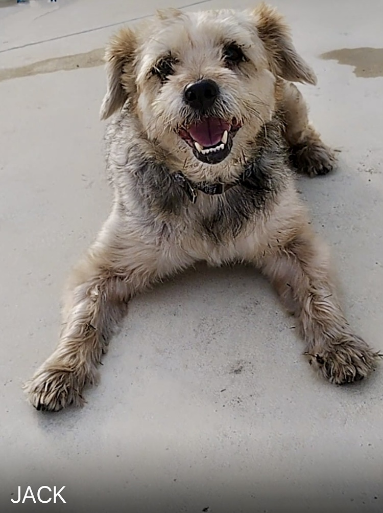 Enlarge Jack, a Adoptable Miniature Schnauzer in Goose Creek, SC image 1/3