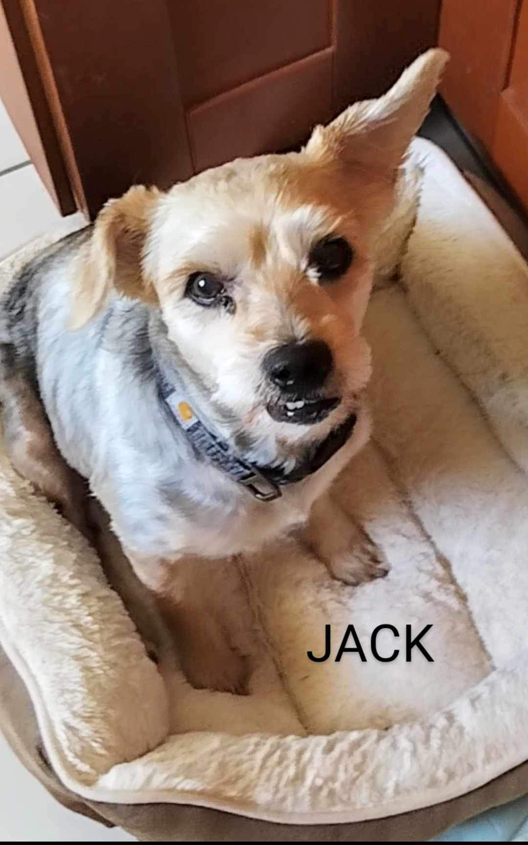 Enlarge Jack, a Adoptable Miniature Schnauzer in Goose Creek, SC image 2/3