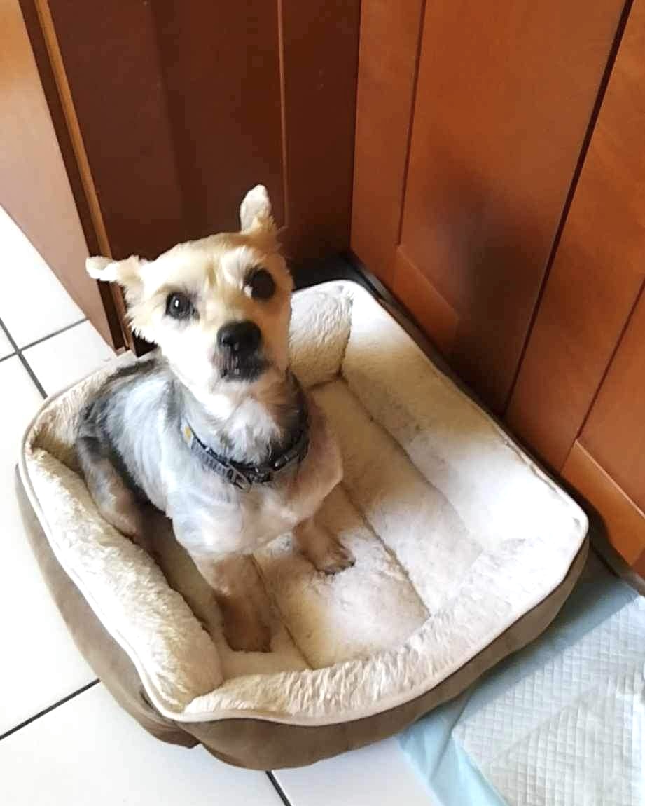 Enlarge Jack, a Adoptable Miniature Schnauzer in Goose Creek, SC image 3/3