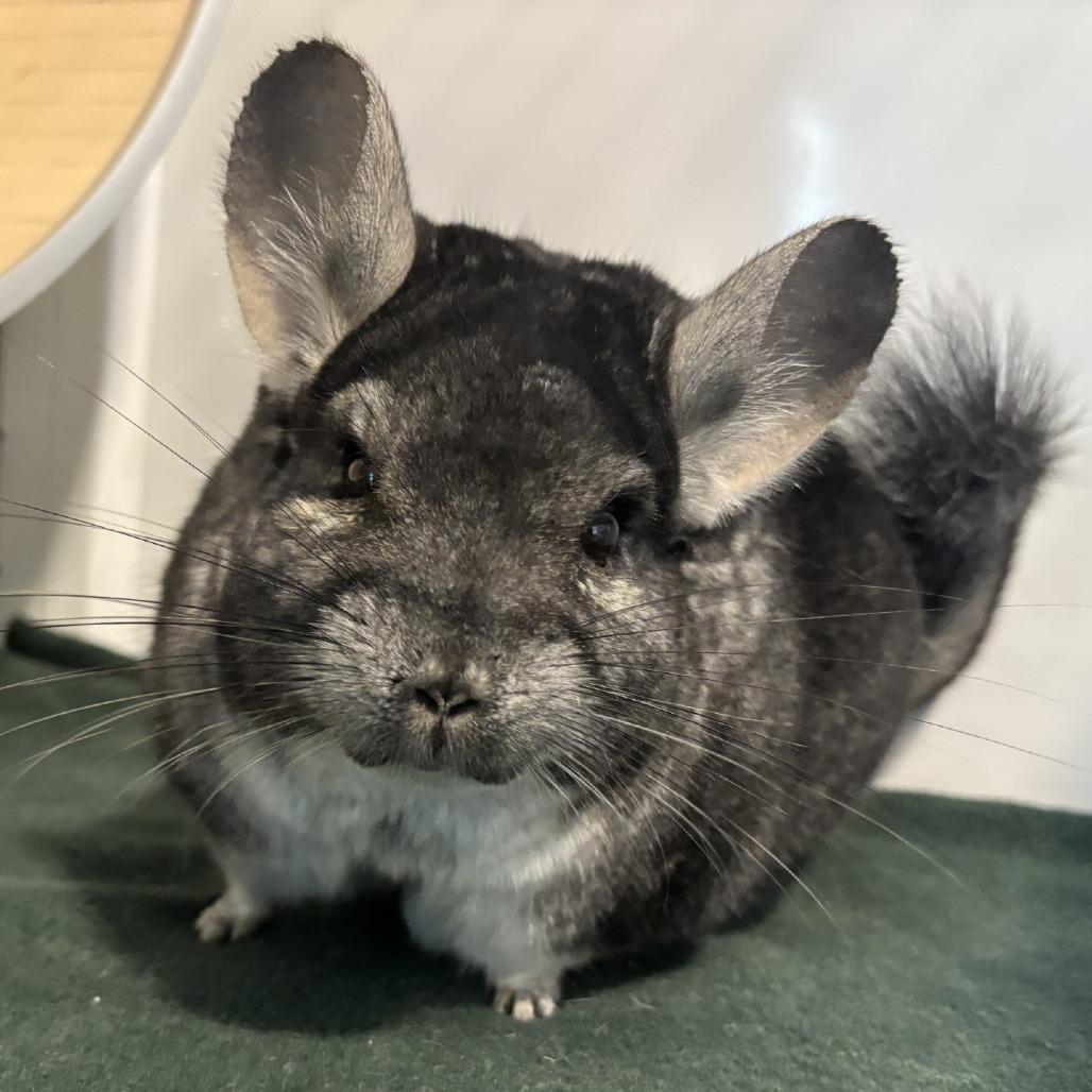 Charley, Adoptable, Adult Male Chinchilla.