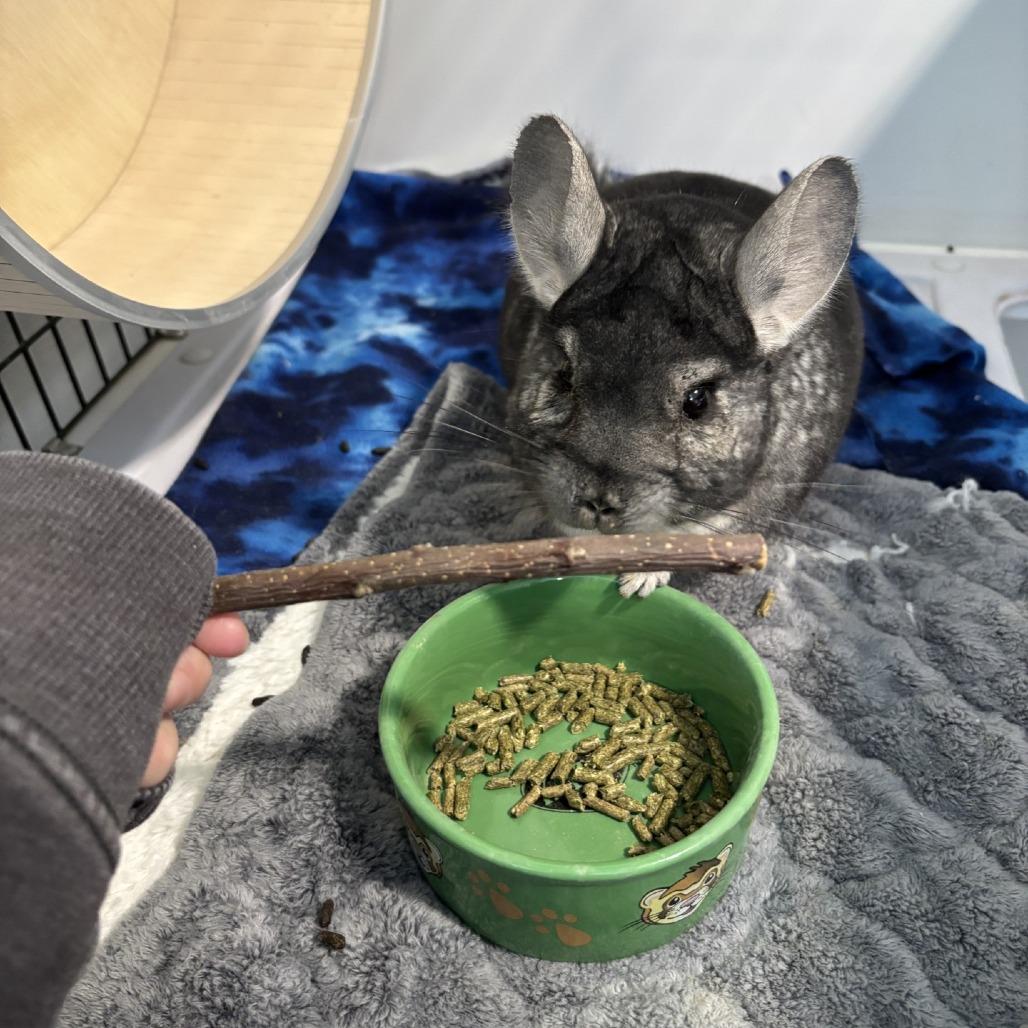 Enlarge Charley, a Adoptable Chinchilla in Manchester, CT image 2/6