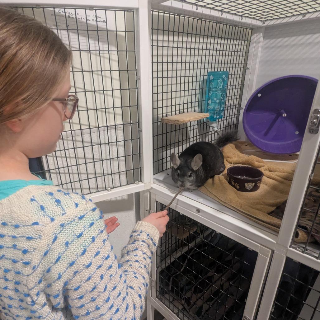 Enlarge Charley, a Adoptable Chinchilla in Manchester, CT image 3/6