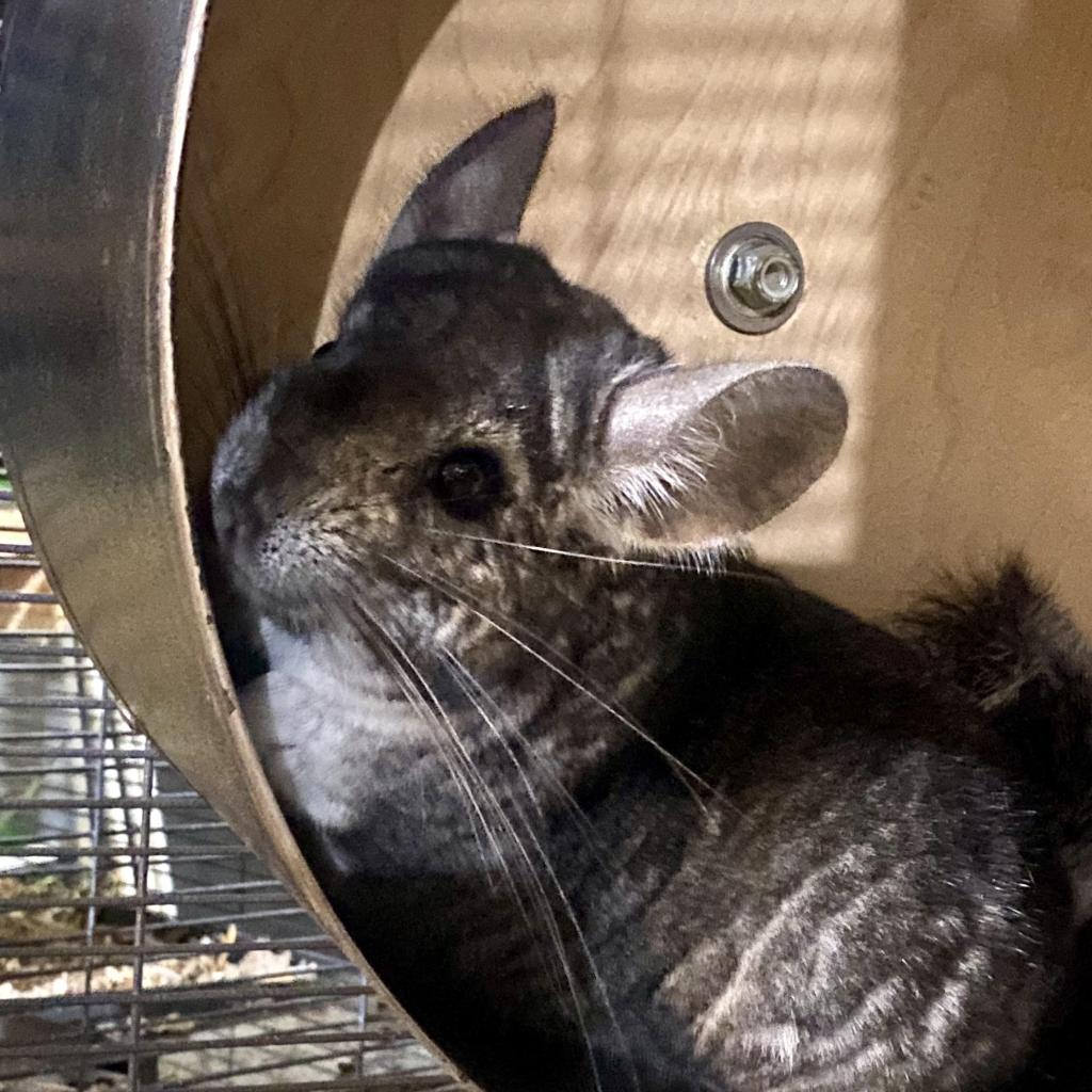 Enlarge Charley, a Adoptable Chinchilla in Manchester, CT image 4/6