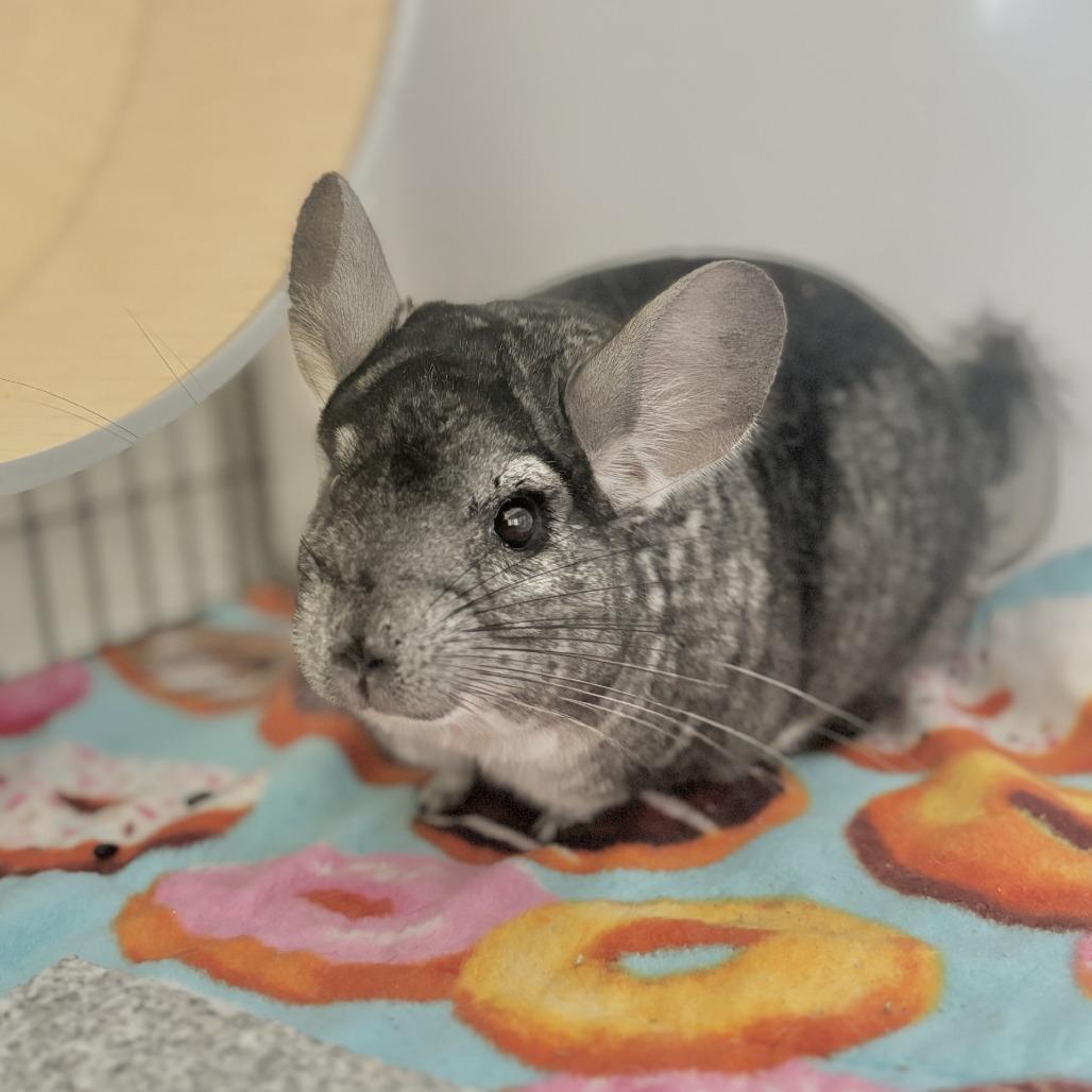 Enlarge Charley, a Adoptable Chinchilla in Manchester, CT image 5/6