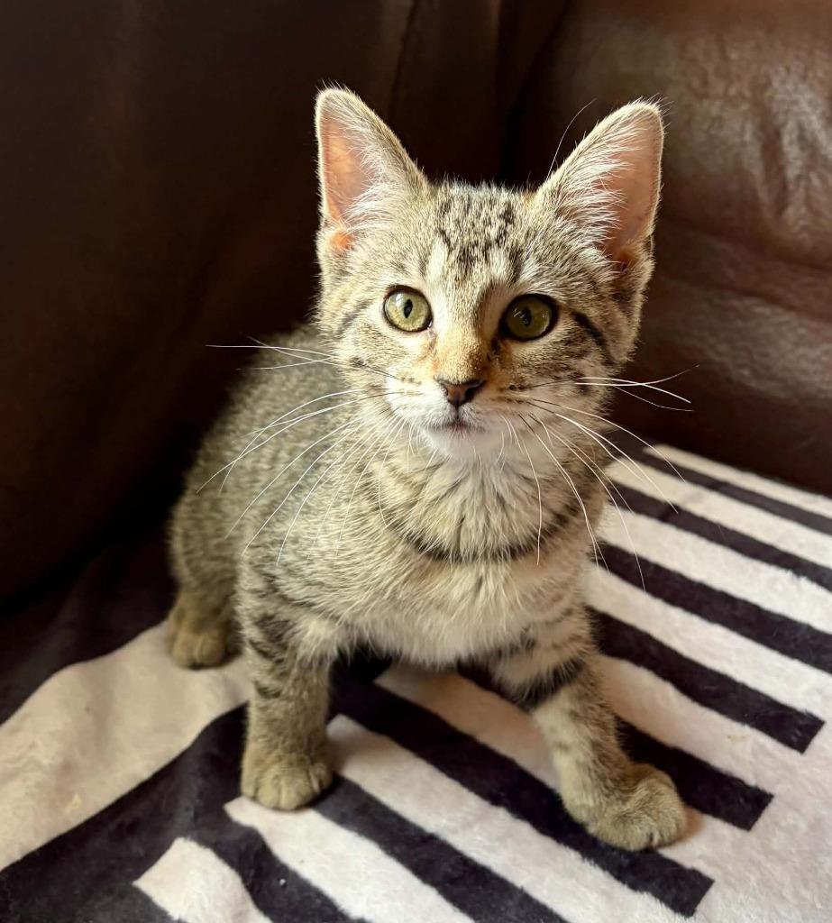 Possy, Adoptable, Kitten Female Domestic Short Hair.