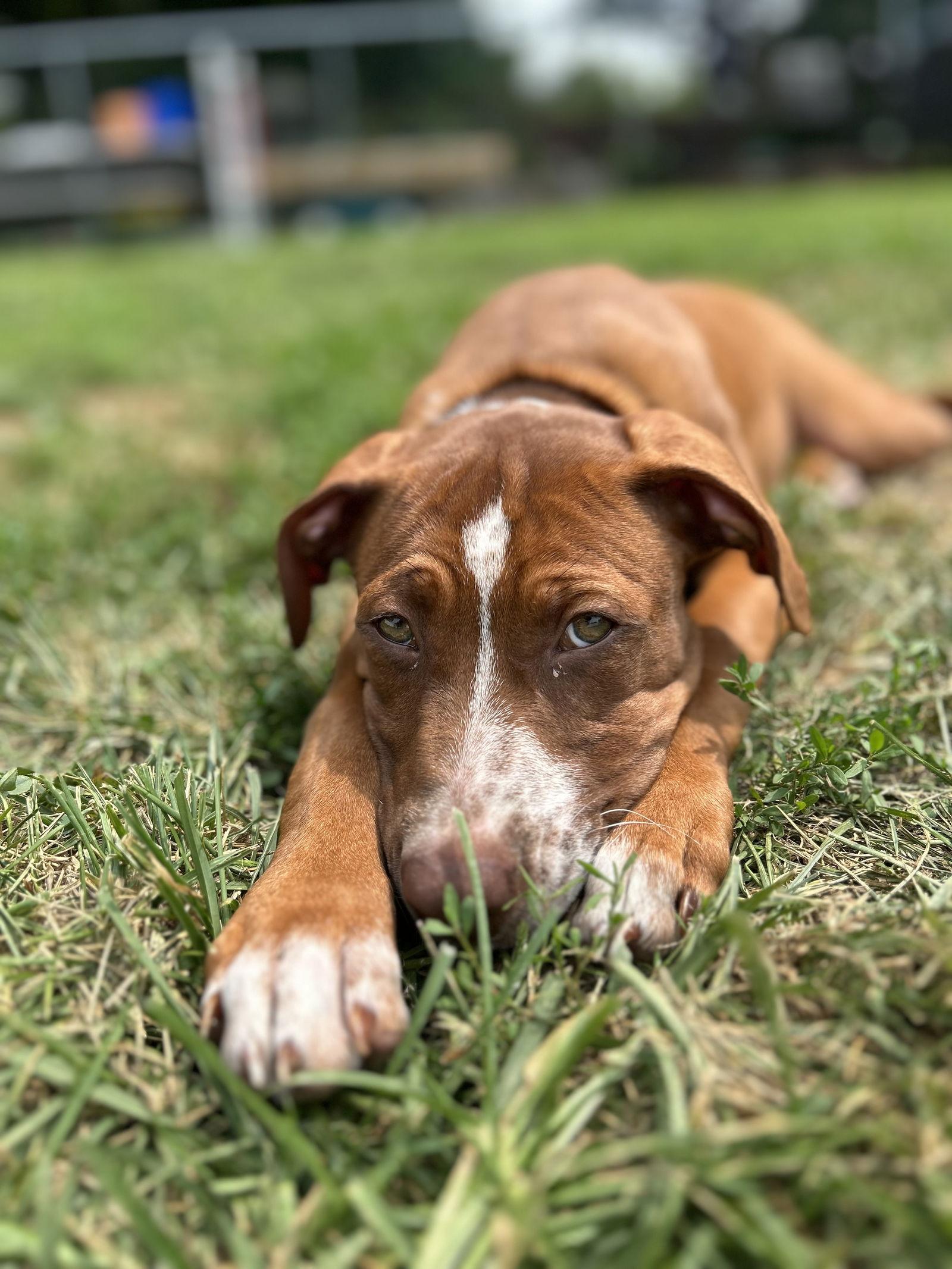 Enlarge Hazel, a Adopted Terrier in Doylestown, PA image 1/3