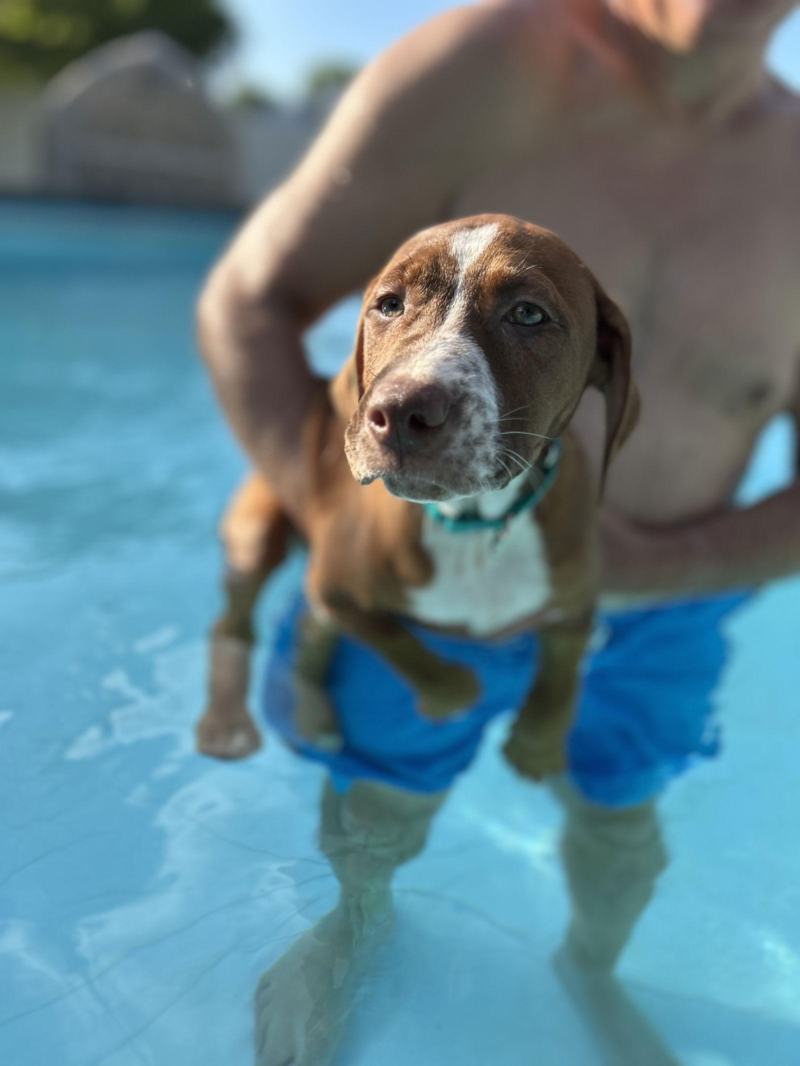 Enlarge Hazel, a Adopted Terrier in Doylestown, PA image 2/3