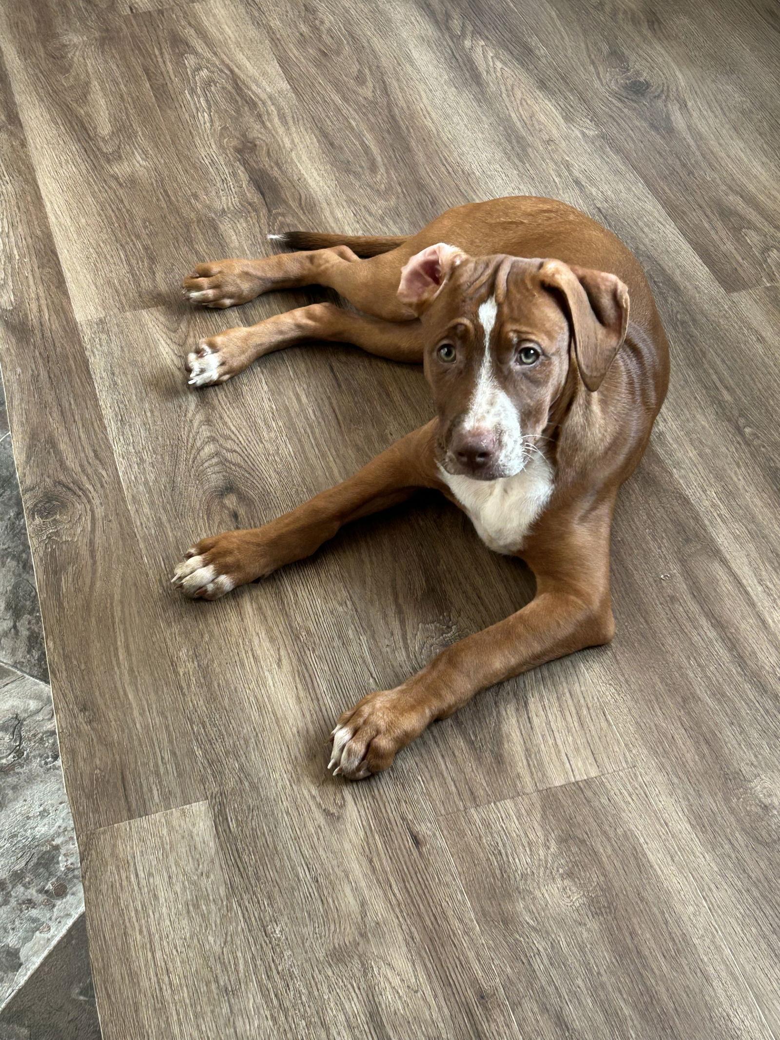 Enlarge Hazel, a Adopted Terrier in Doylestown, PA image 3/3